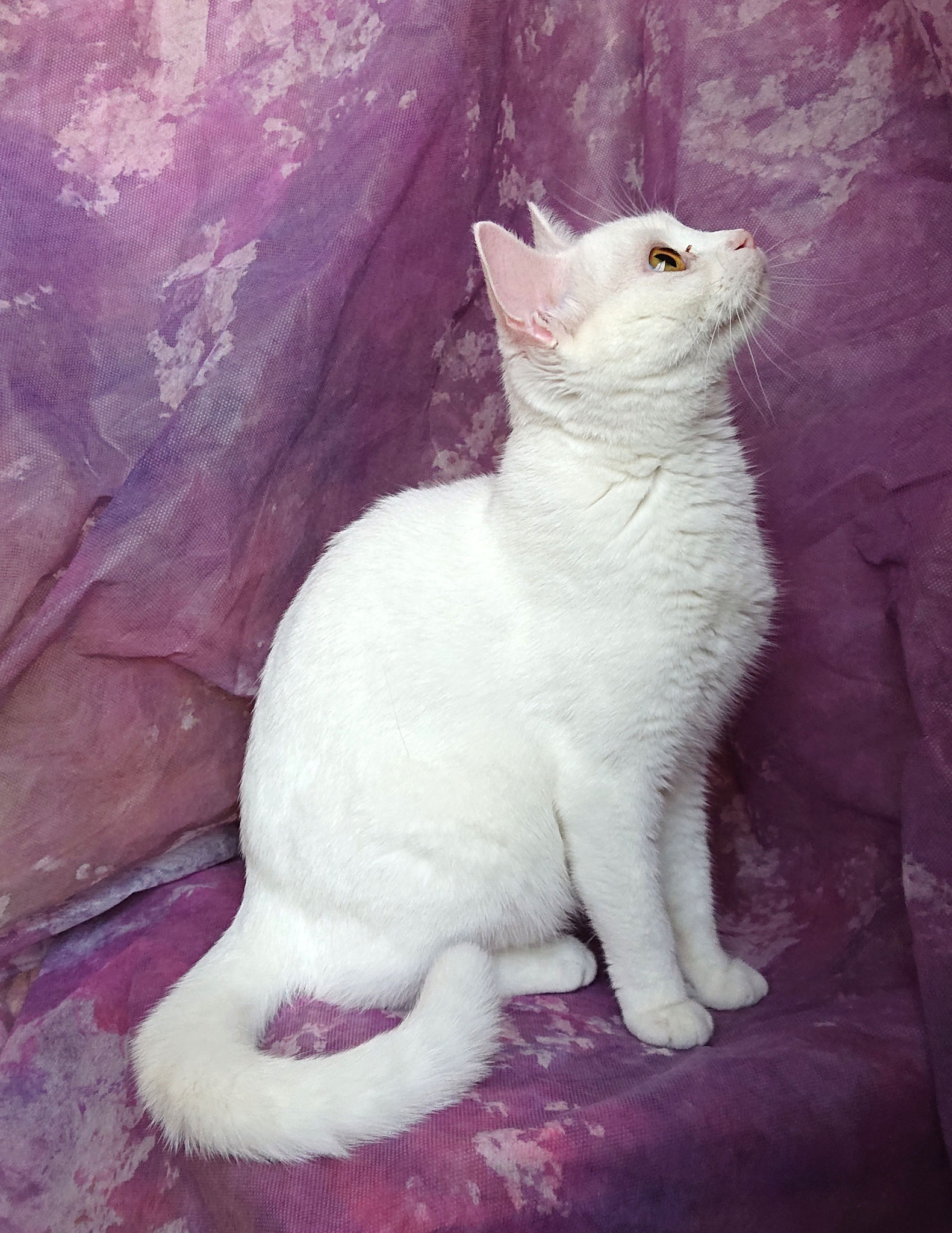 SWAROVSKI スワロフスキー 置物（Swarovski）LOVLOTS Kitten