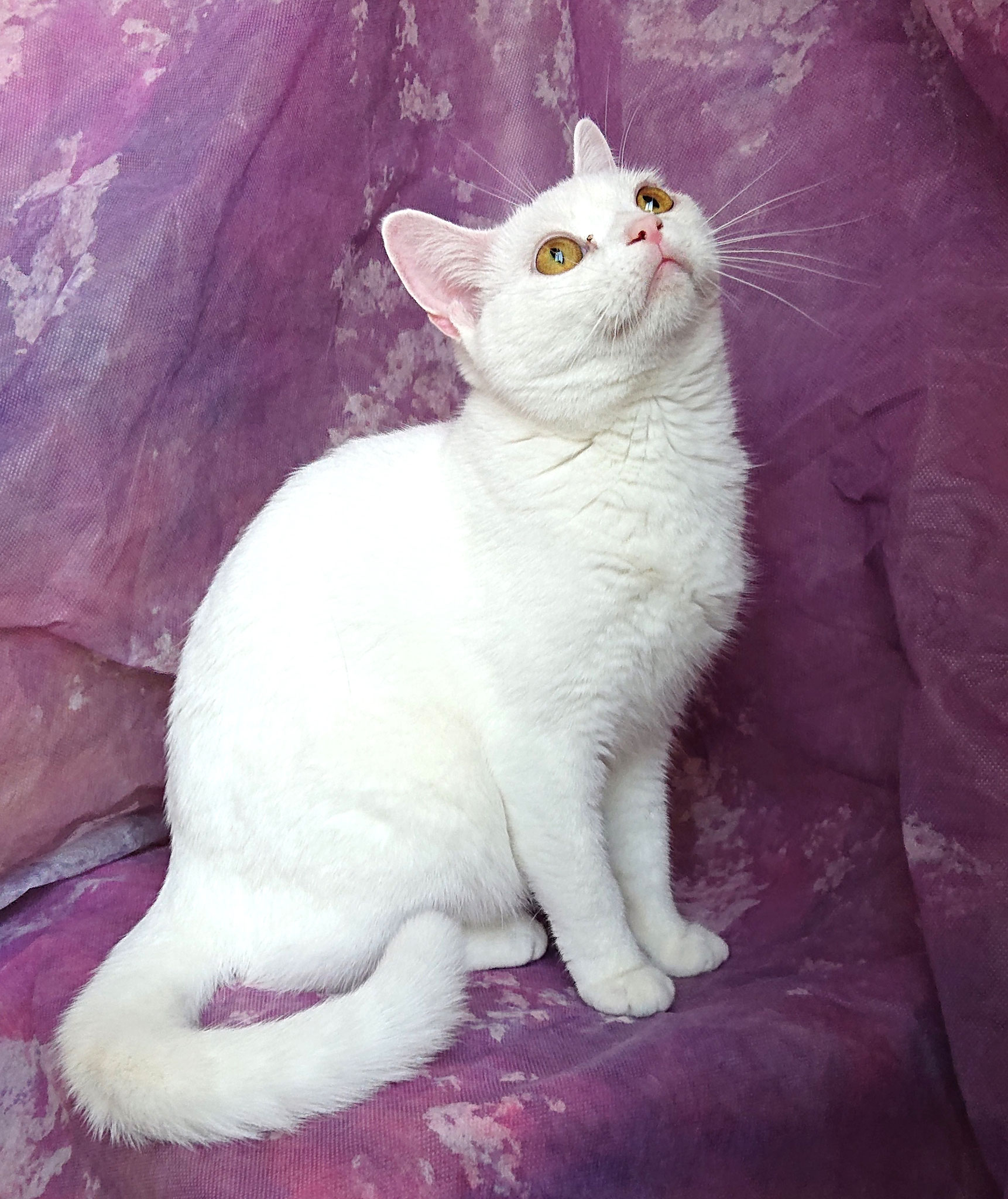 アメリカンショートヘア - 猫のブリーダー CA LONGLIFE CAT CA アメリカンショートヘア - 猫のブリーダー CA LONGLIFE CAT CA