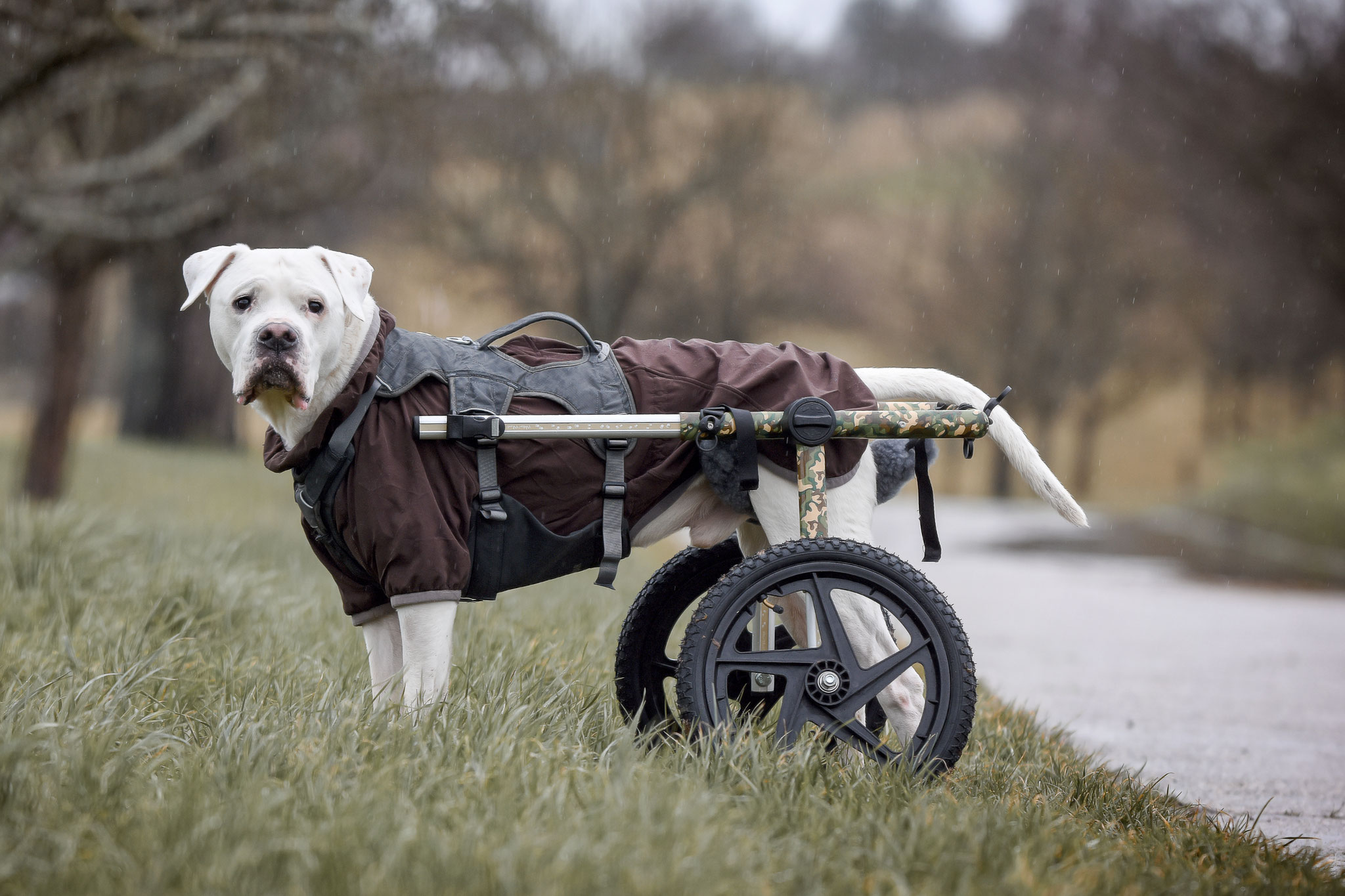 Diesel