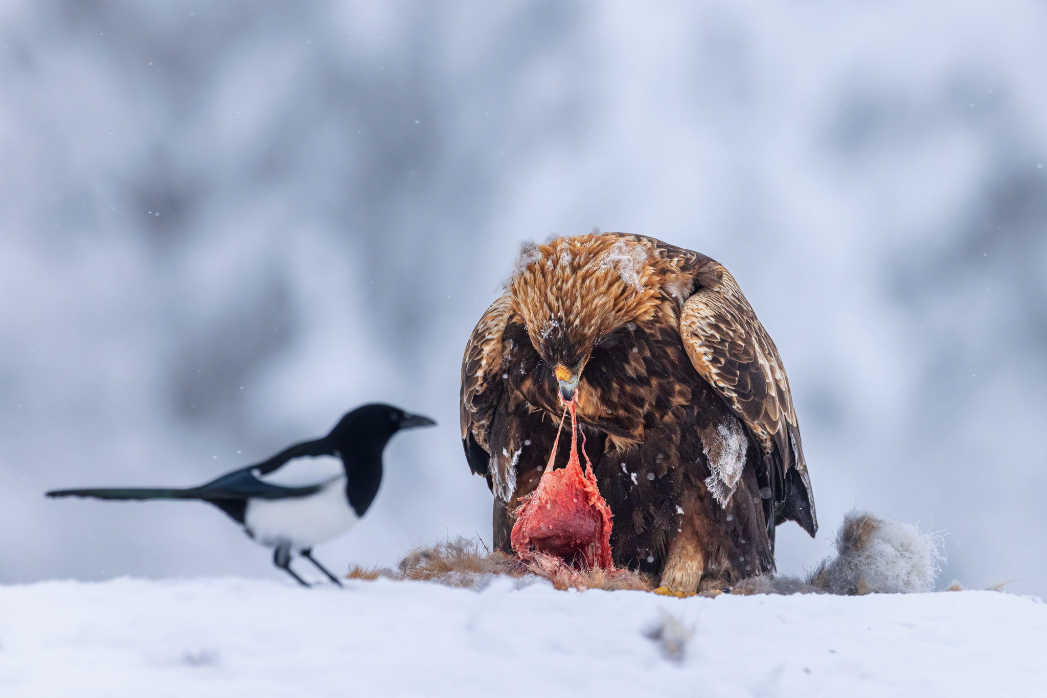 Steinadler und neugierige Elster fressen im Winter vom Luder