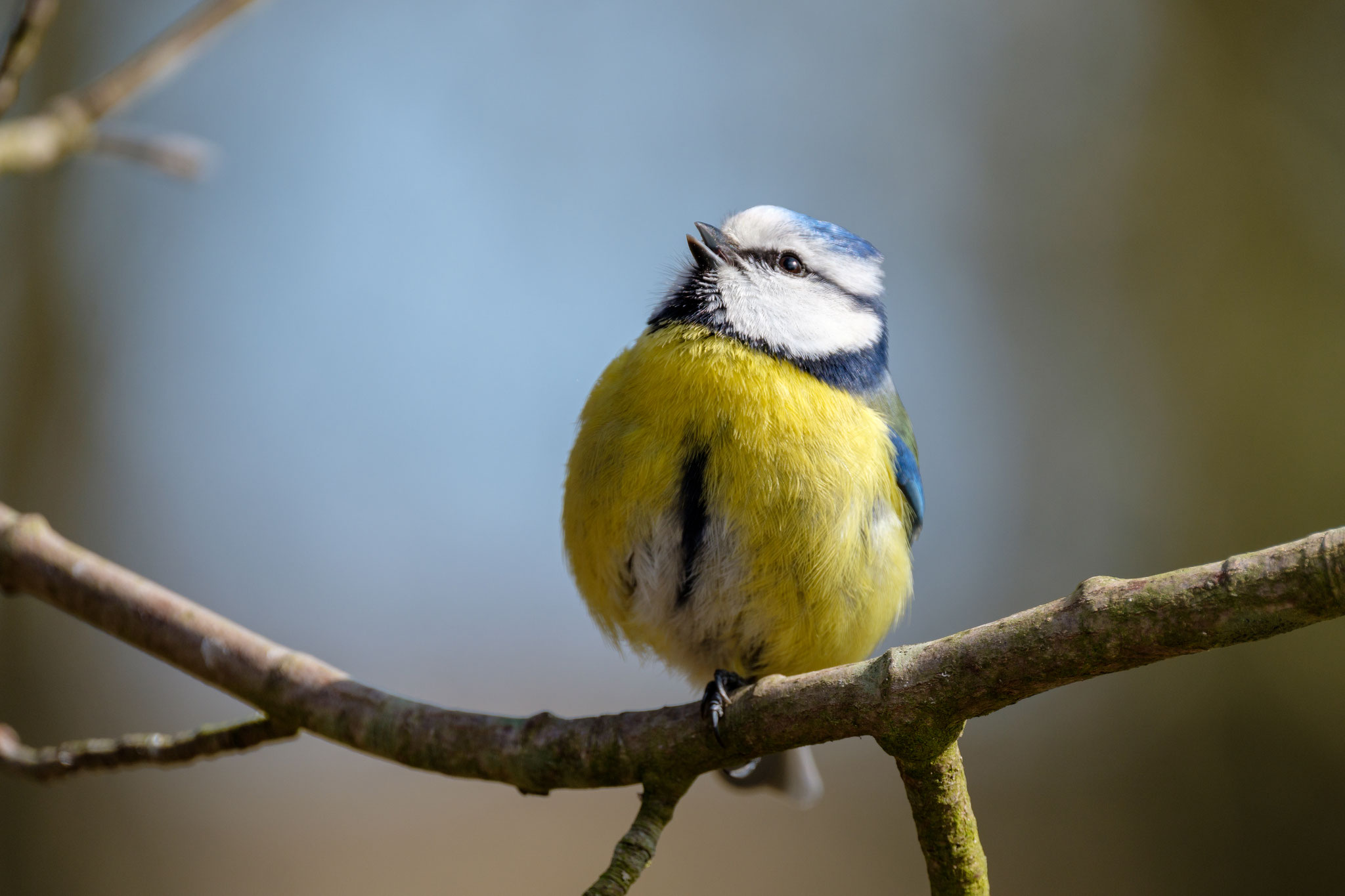 Können Blaumeisen fröhlich sein?