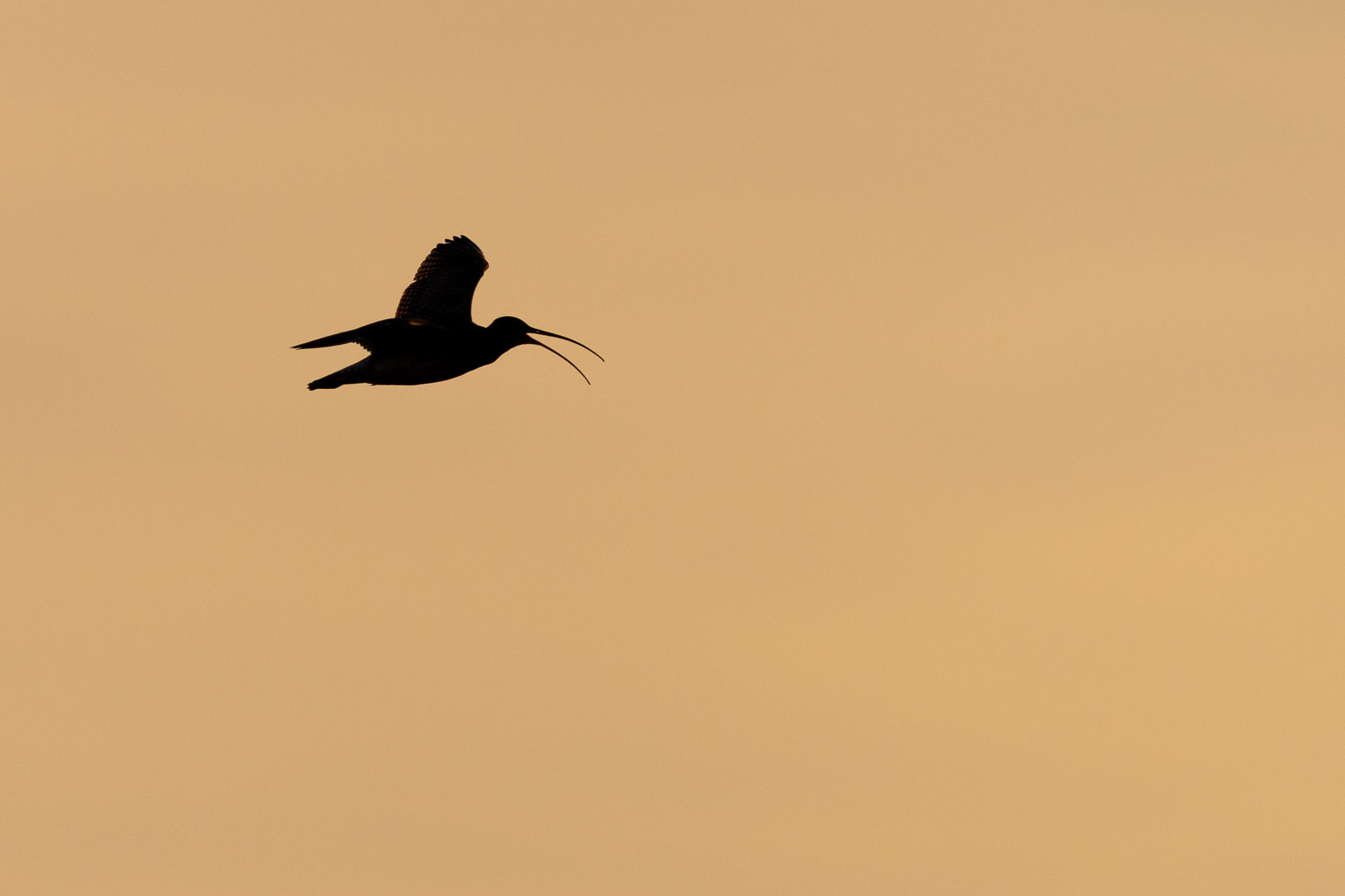 Balzflug des Großen Brachvogels