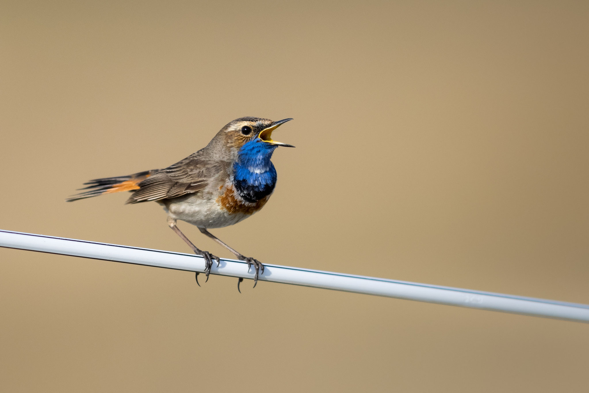 Huch, auf dem Strohhalm von meinem Sangriaeimer sitzt ein Blaukehlchen! (Isolierter Elektrodraht)