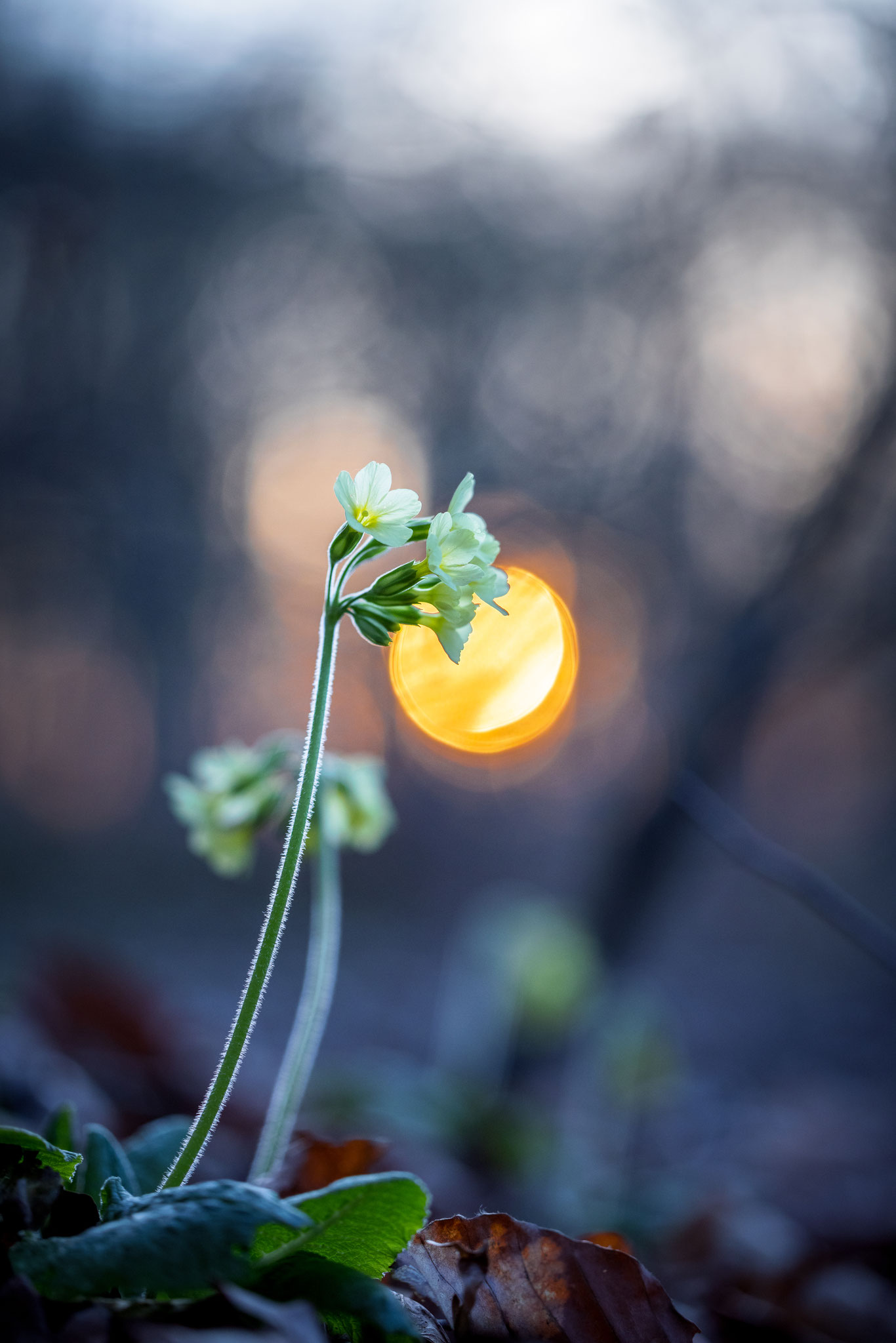 Die Schlüsselblume im Märchenwald