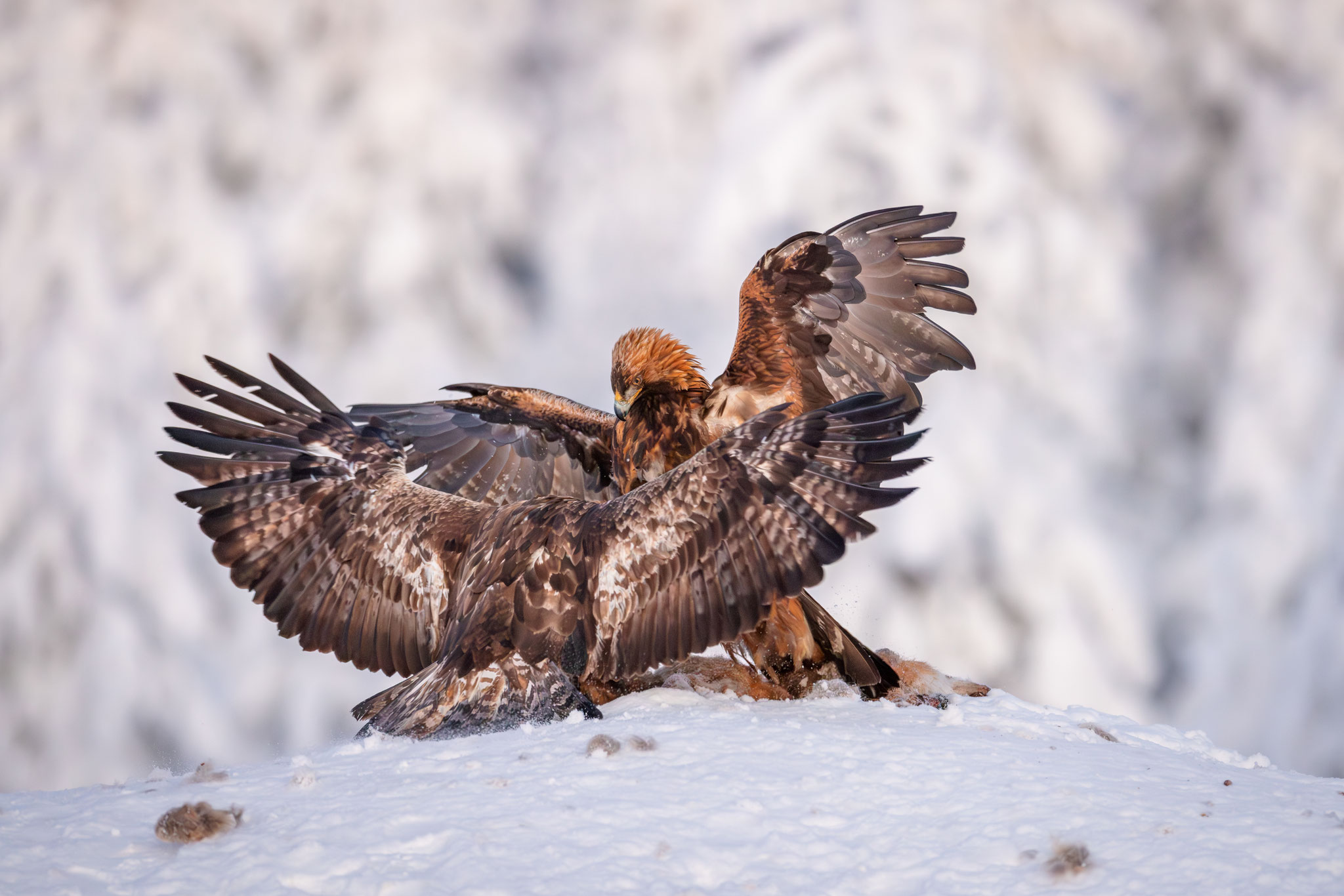 Steinadler, die im Schnee kämpfen Finnland