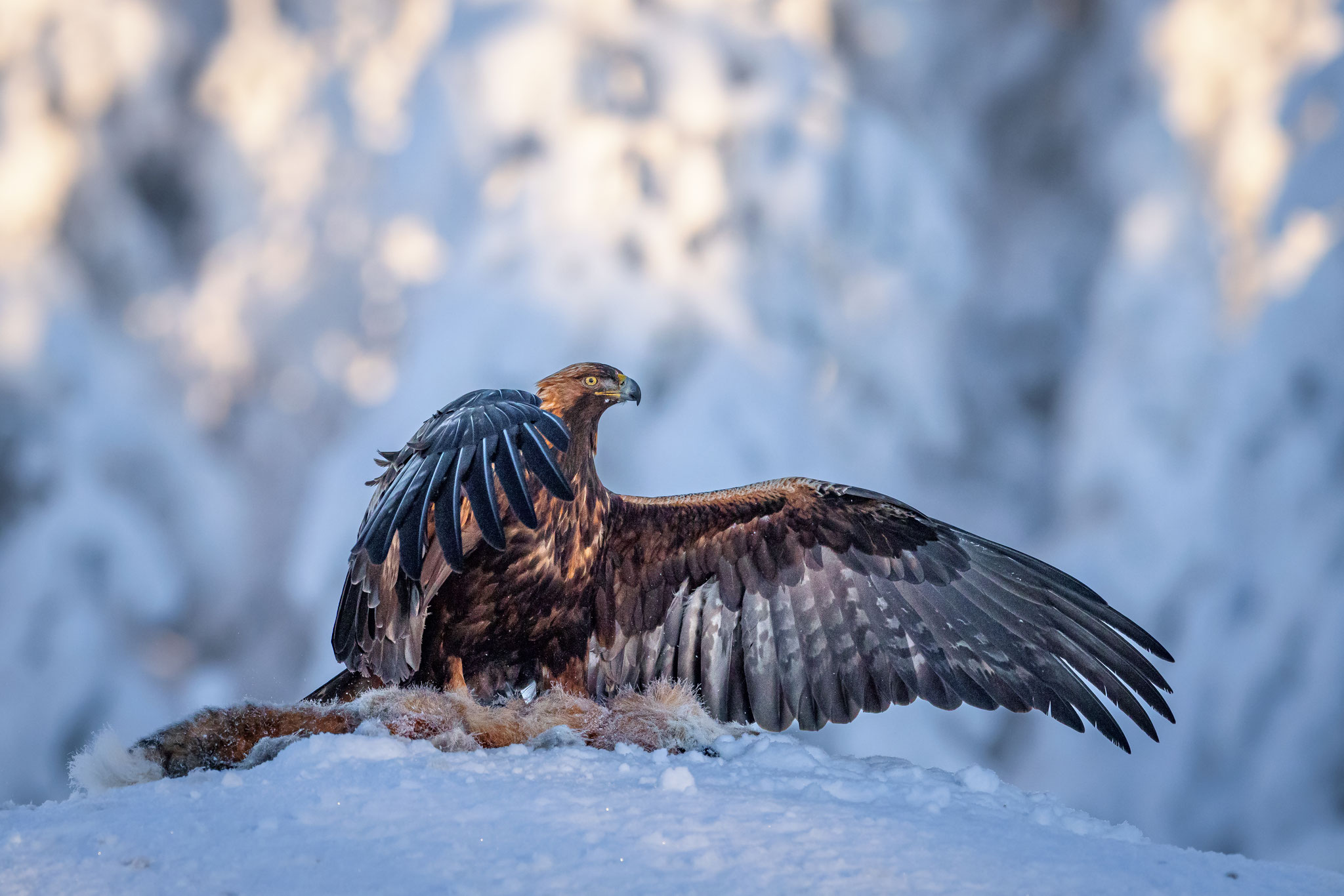 Steinadler im Winter breitet Flügel über Luder aus