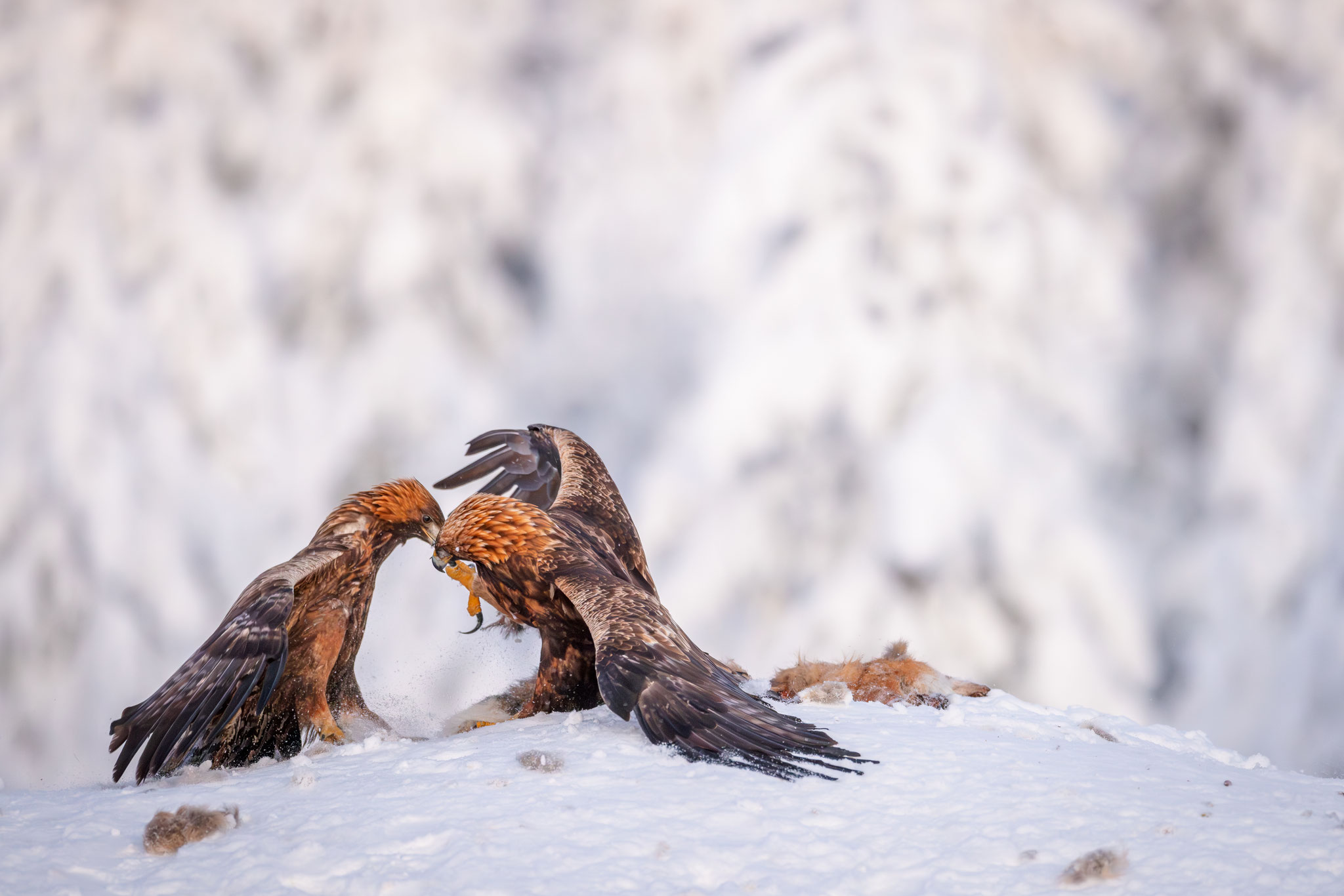 Kämpfende Steinadler im Schnee Finnland