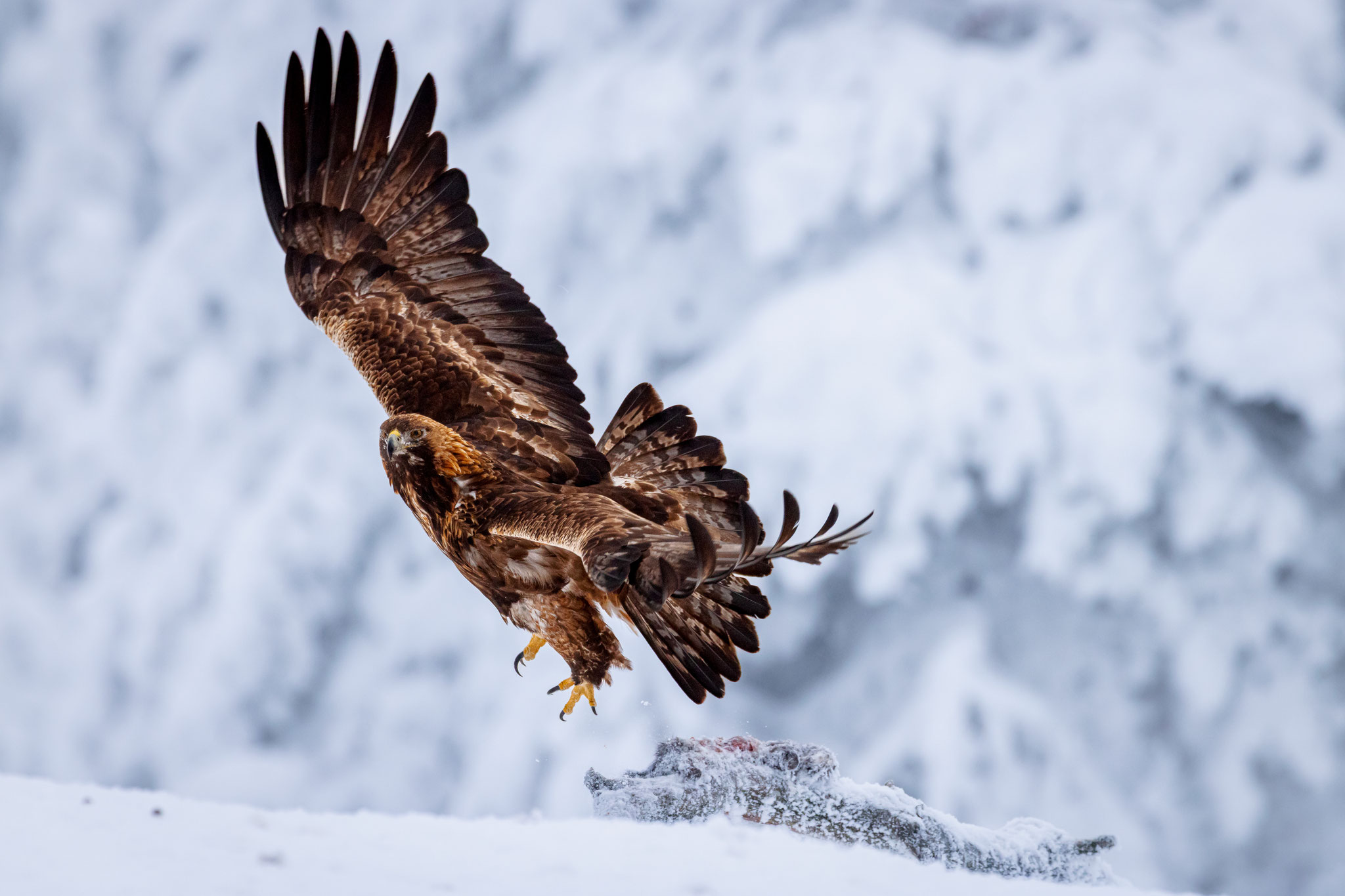 Steiandler in verschneiter Winterlandschaft im Abflug
