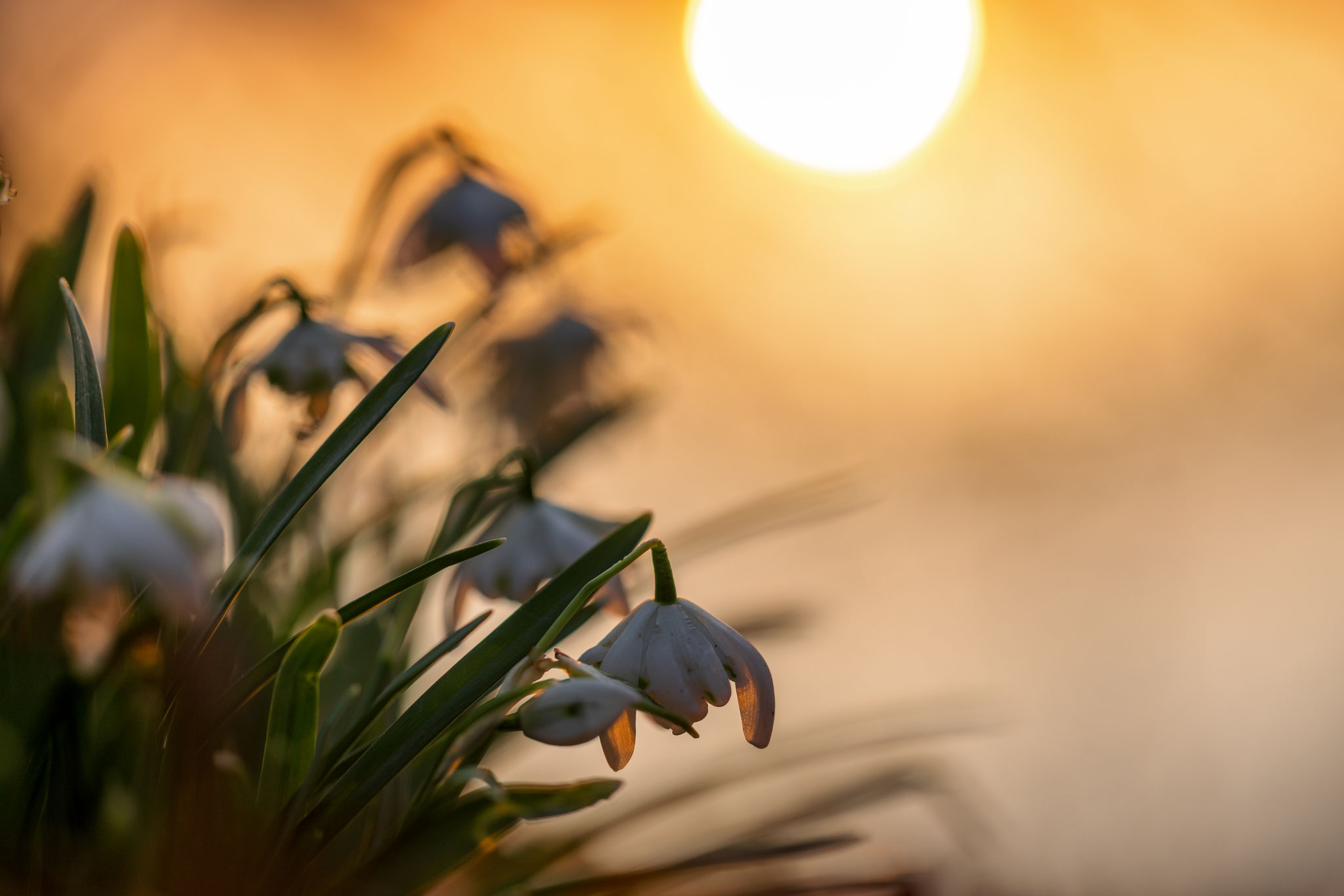 Schneeglöckchen, wenn morgens die Sonne aufgeht