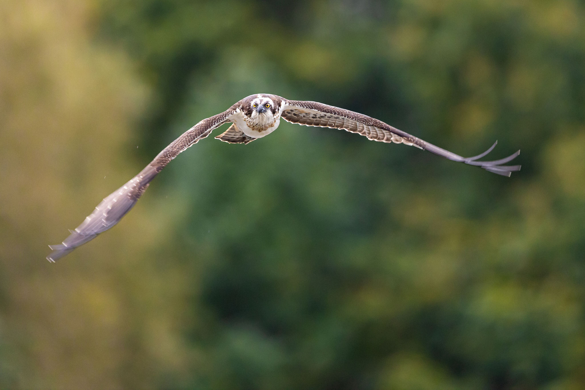 Fischadler Pandion haliaetus in Ostholstein