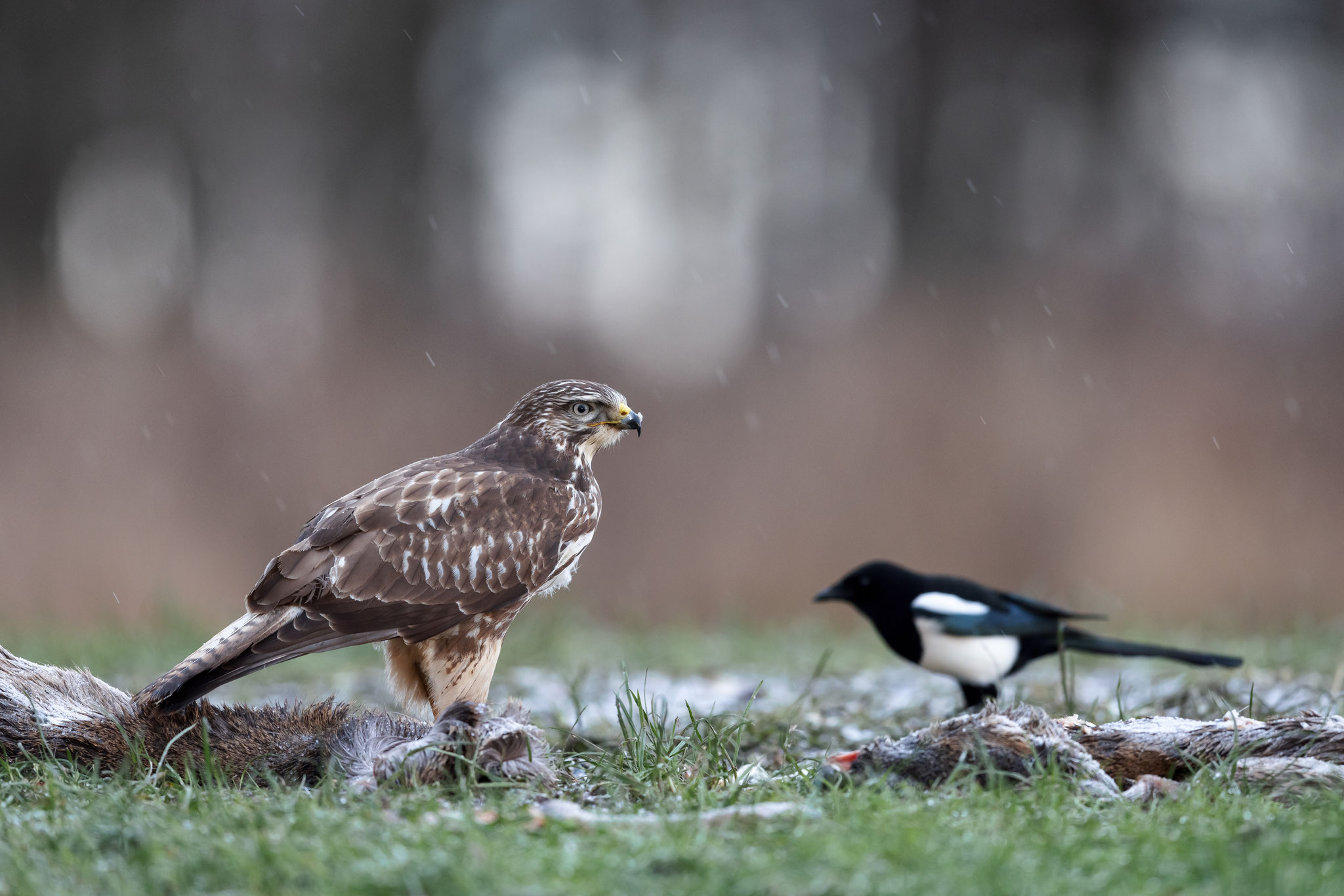 Elster und Bussard im Schneeregen