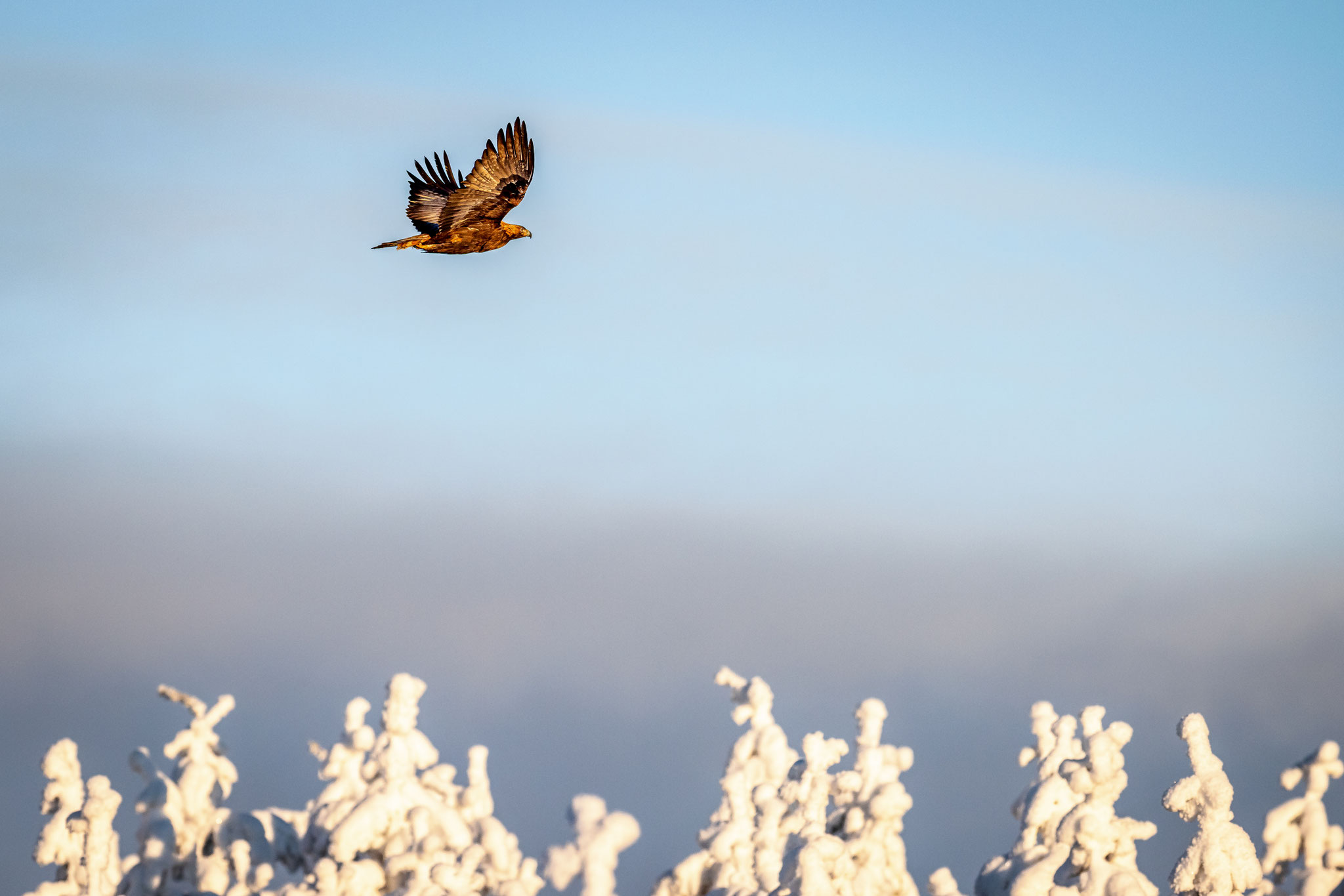 Steinadler fliegt über verschneite Tannenspitzen in Finnland