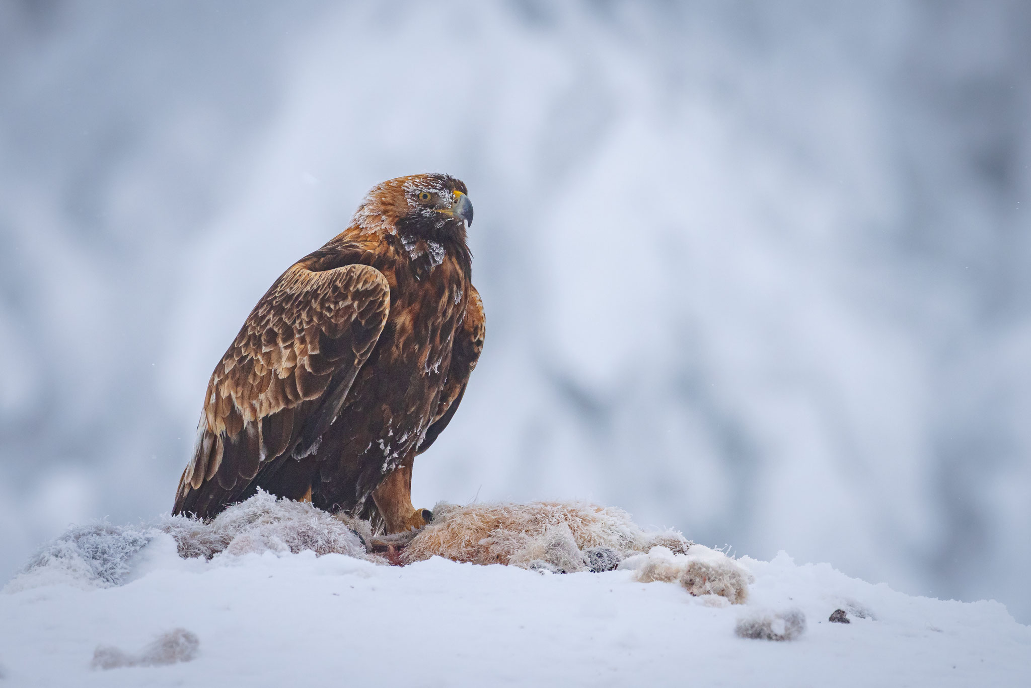 Steinadler im Winter sitzt am Luder