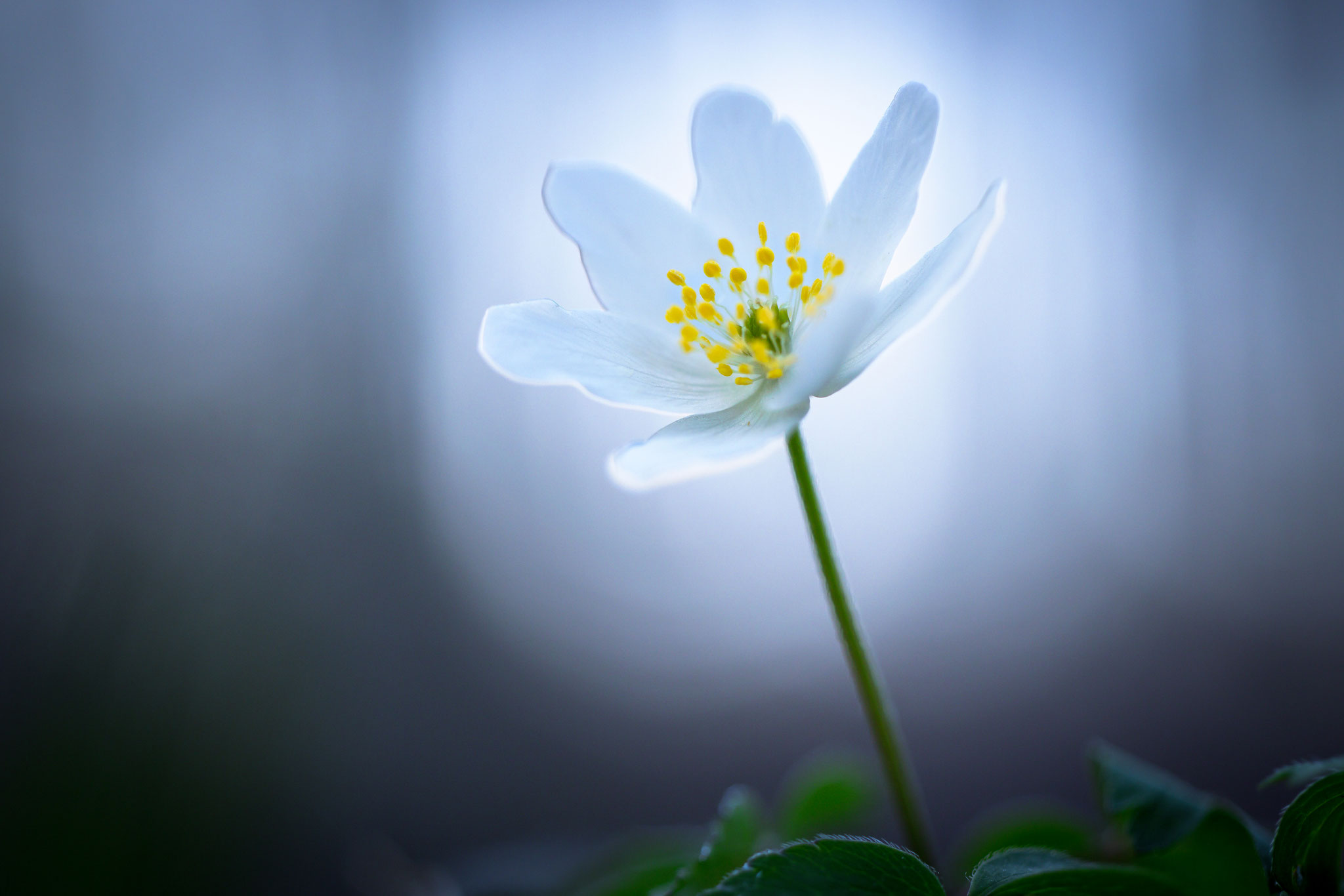 Zur blauen Stunde
