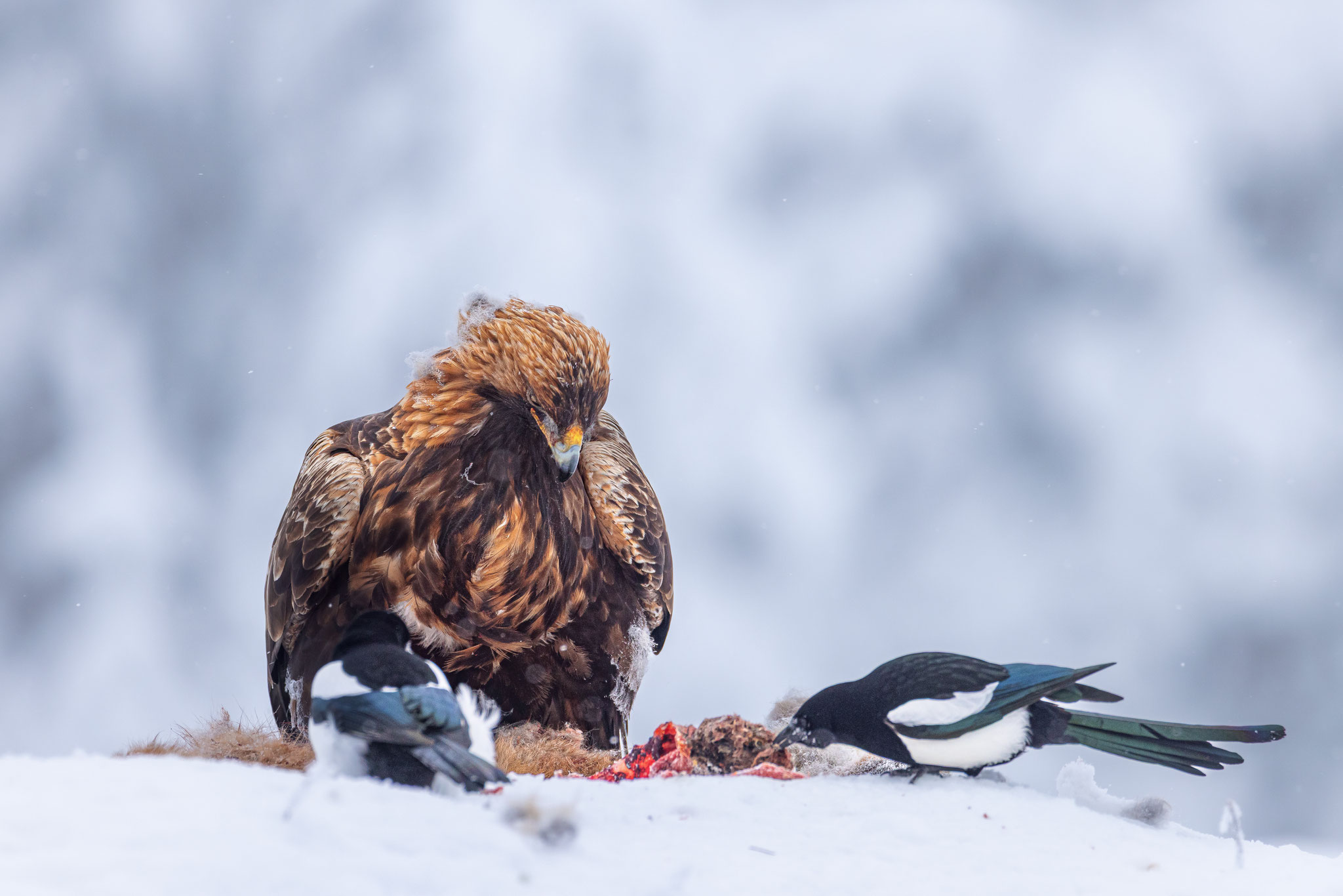 Elstern belästigen Steinadler am Futterplatz im Winter