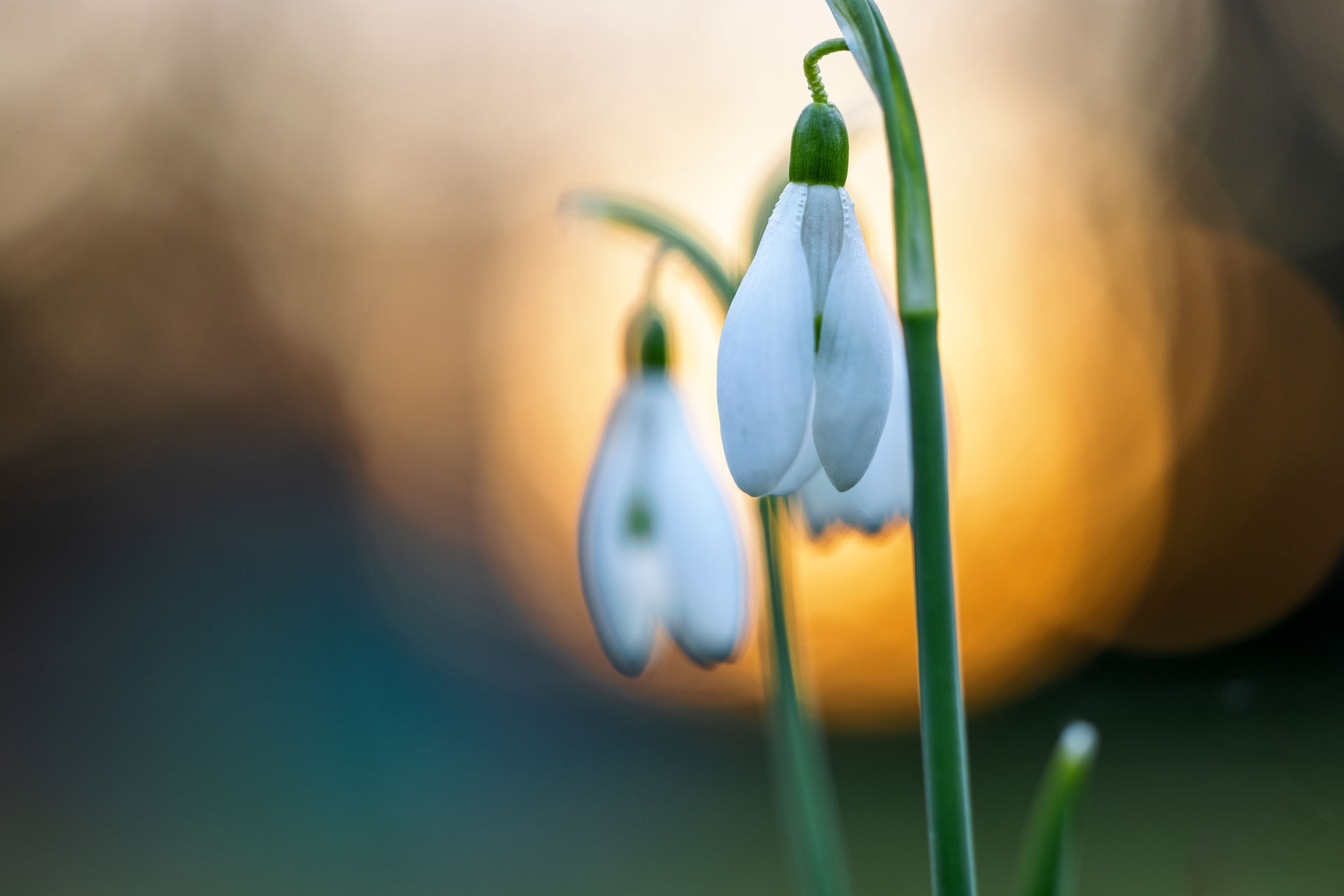Die ersten Schneeglöckchen im Garten