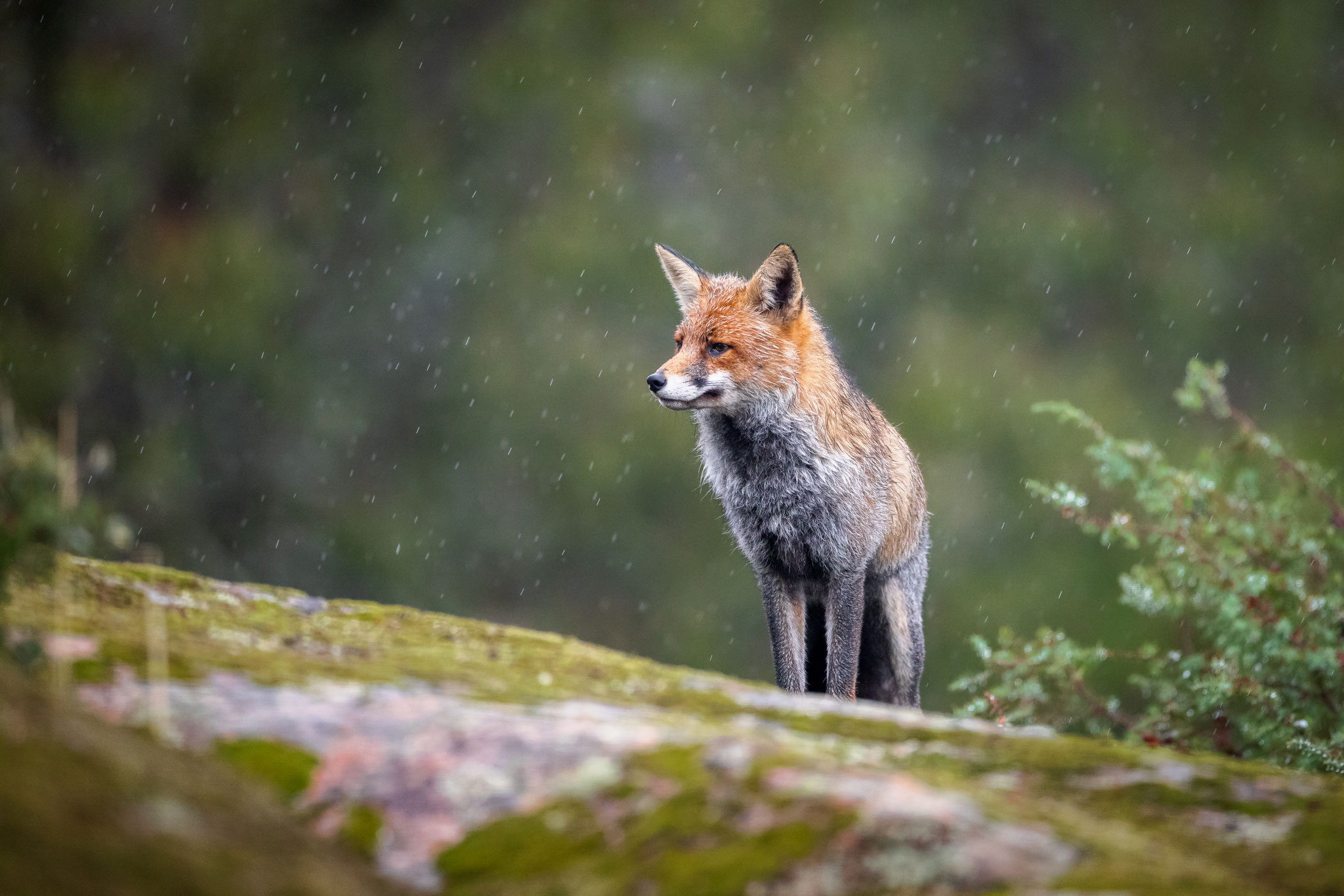 Fuchs im Regen