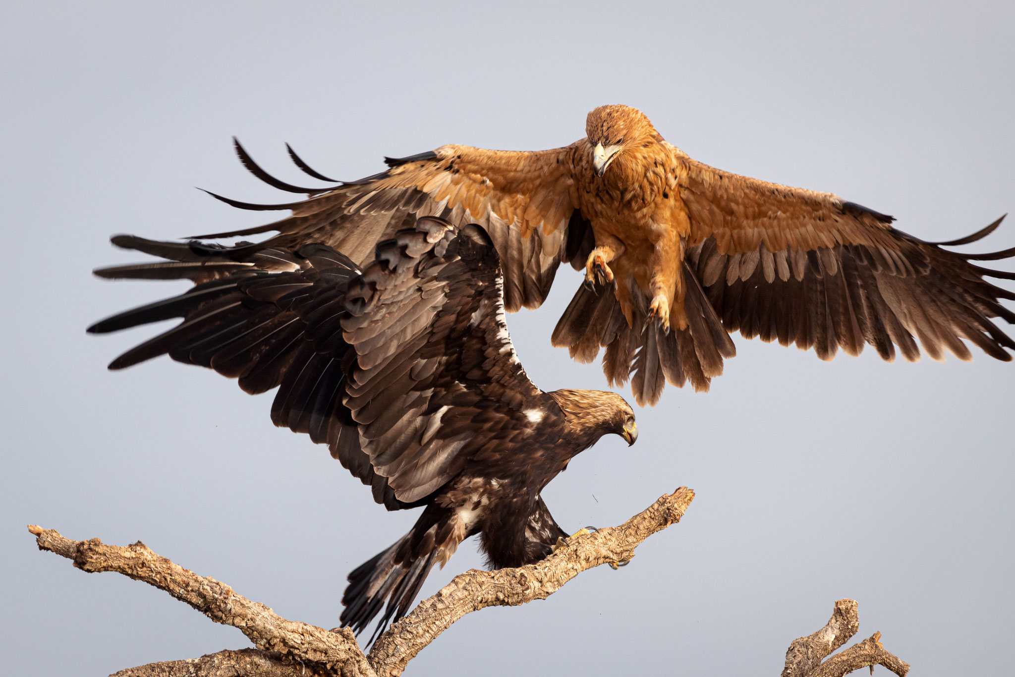 Auch beim Iberischen Kaiseradler geht es ruppig zu. Wenn das alte Weibchen landet, macht der Jungvogel lieber Platz.
