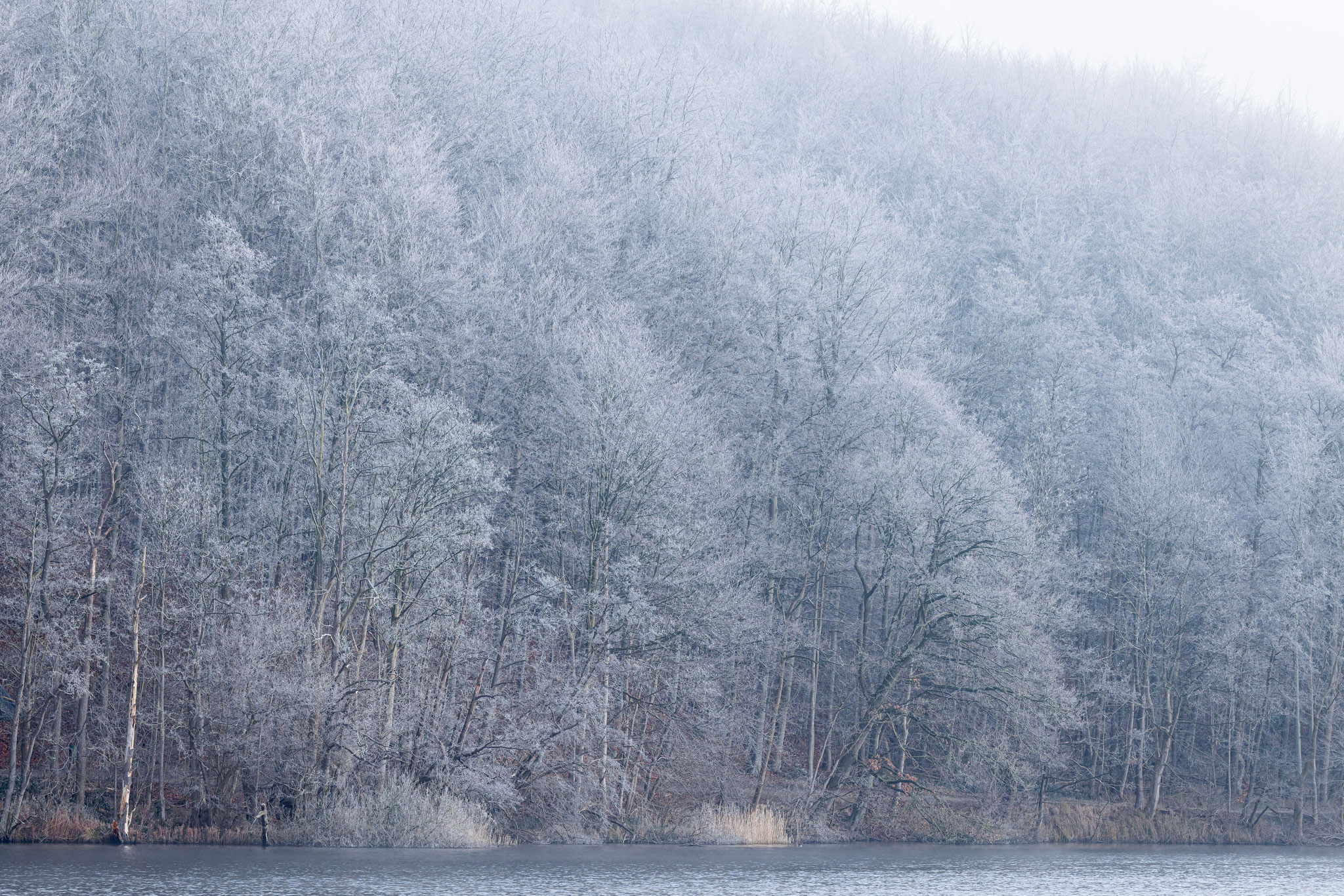 Morgens sind Wald und See noch in Raureif und eisigen Dunst gehüllt. 