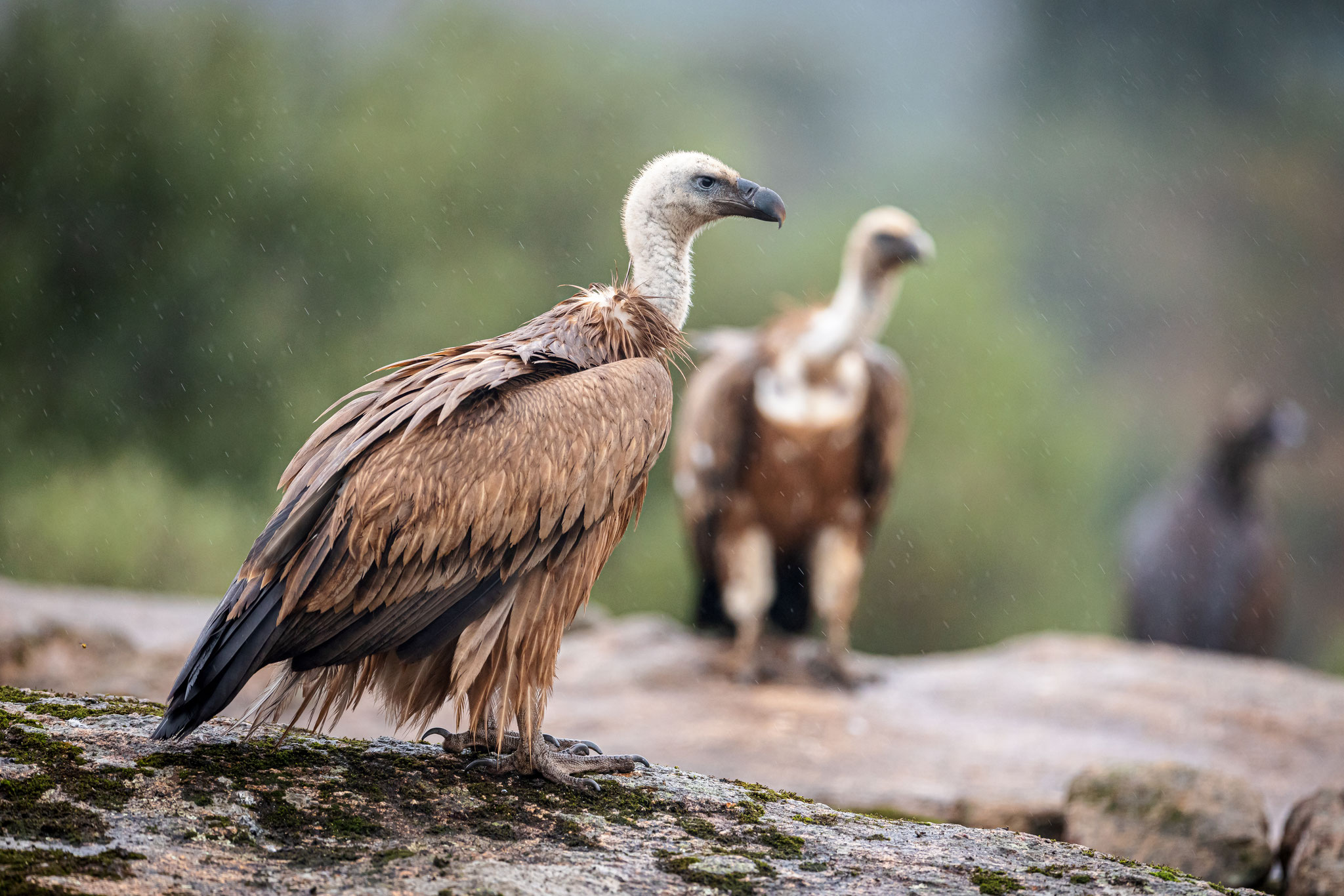 Auch die Gänsegeier haben schlechte Laune bei schlechtem Wetter