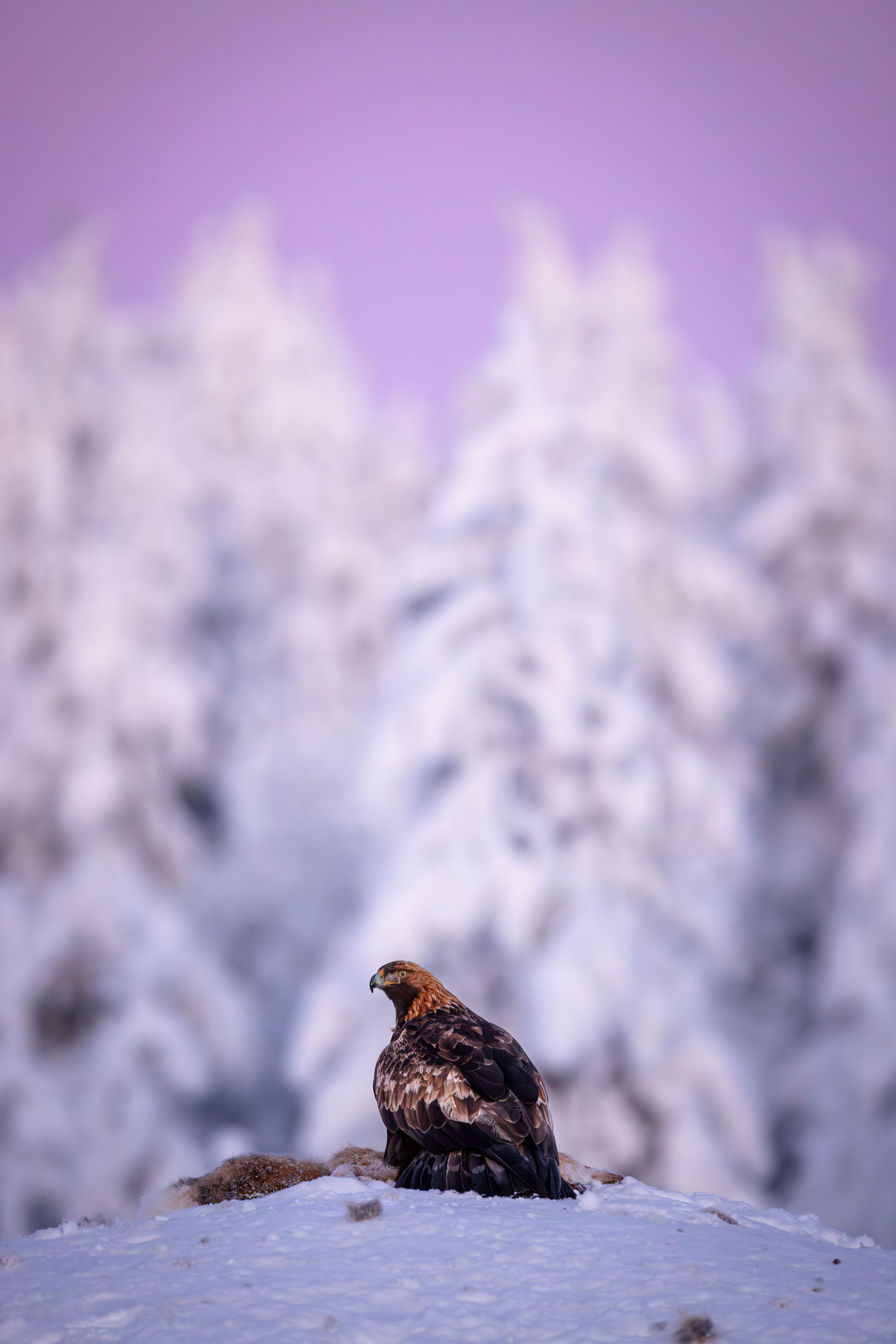 Steinalter im Winterwald bei farbiger Dämmerung
