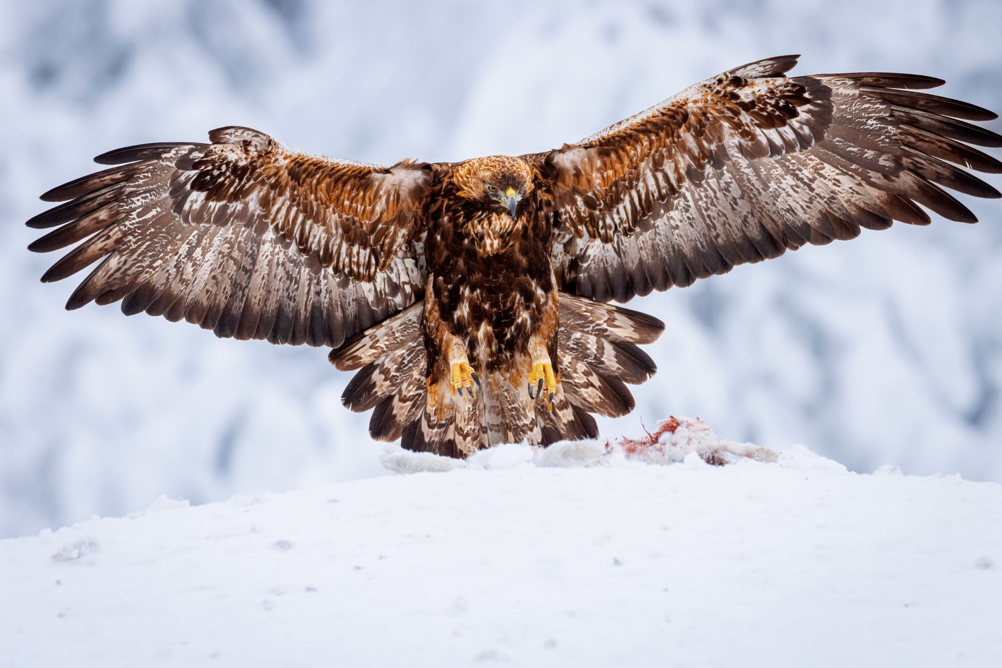 Steinadler im Winter landet mit ausgebreiteten Flügeln