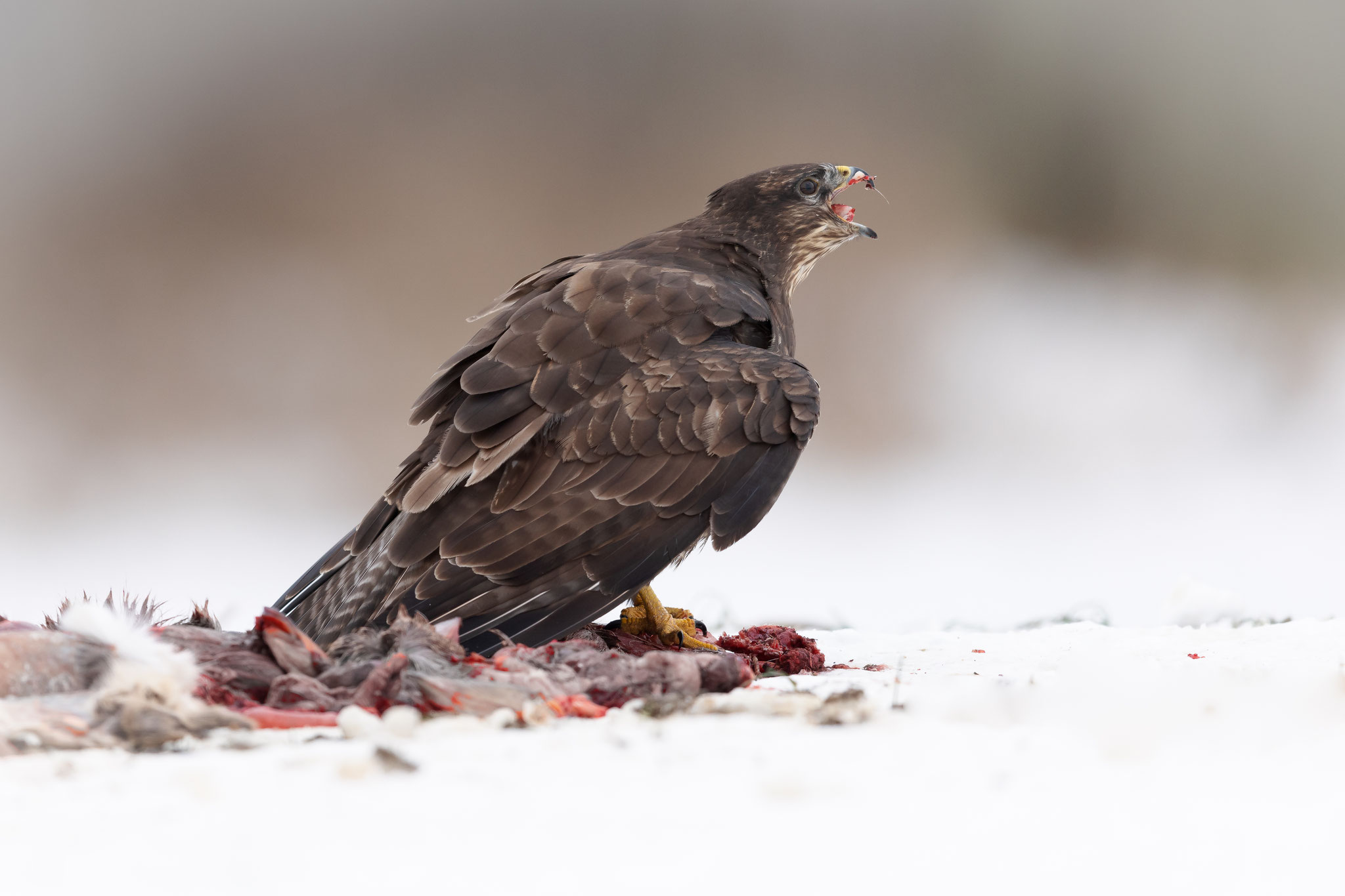 Für die Tiere bleibt der Januar eine harte Zeit. 