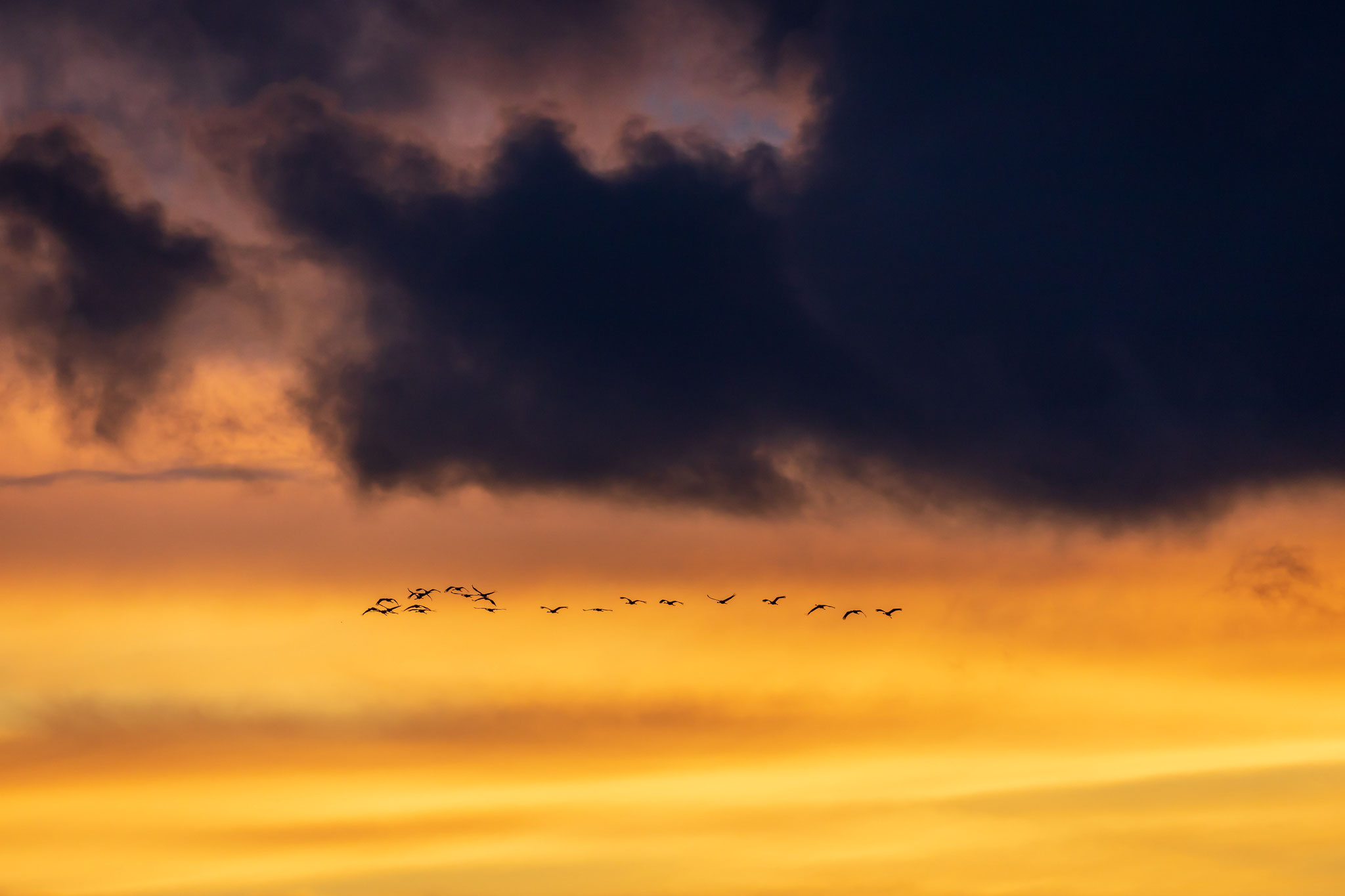 Winzige Kranichsilhouetten vor unfassbar schönem Wolkenhimmel