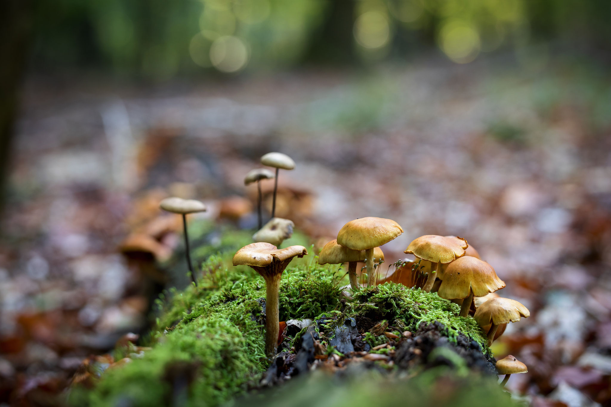 Kein Lebewesen symbolisiert so den Kreislauf der Natur wie Pilze, finde ich