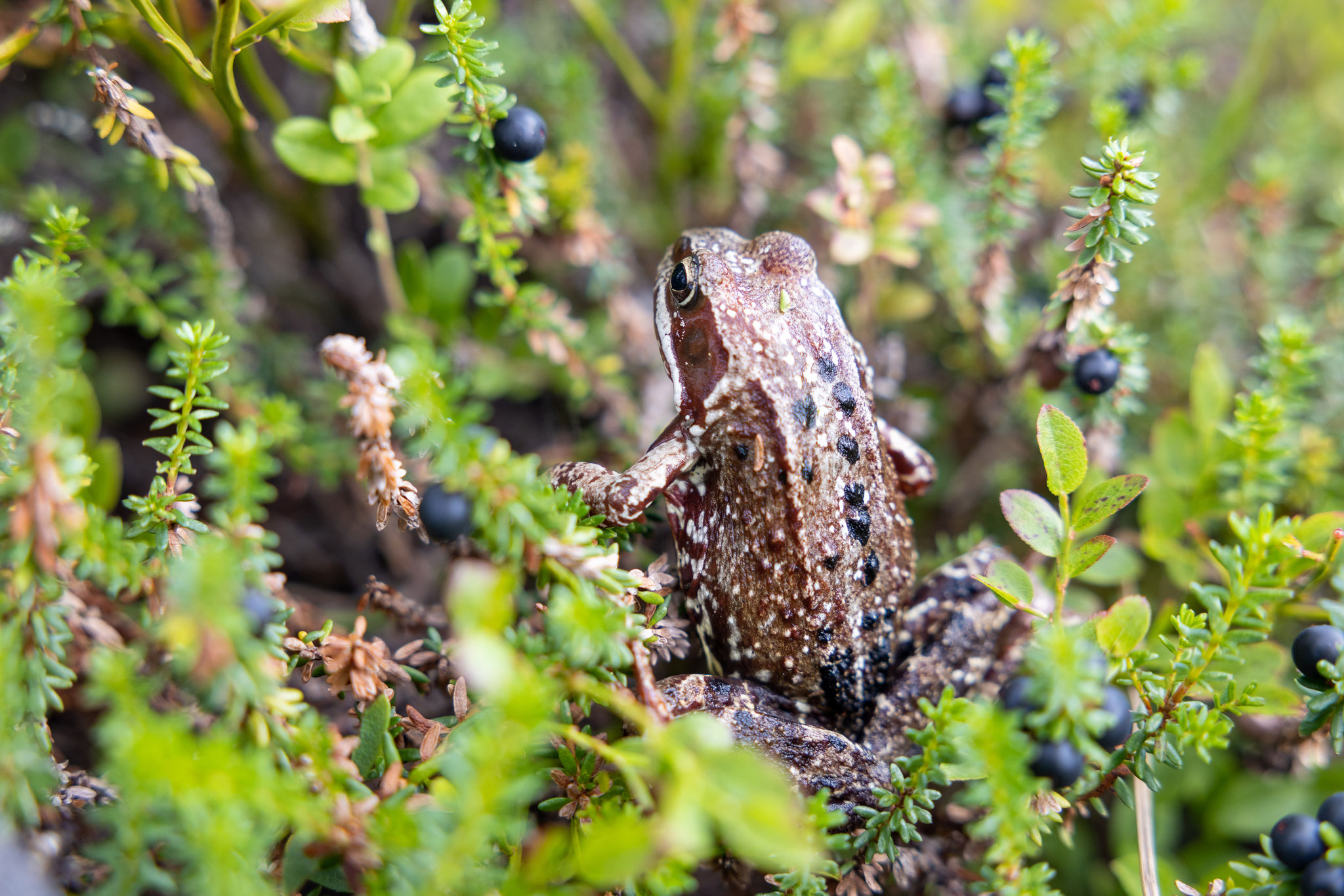 Auch die ganz kleinen wie dieser Frosch im Fjell.