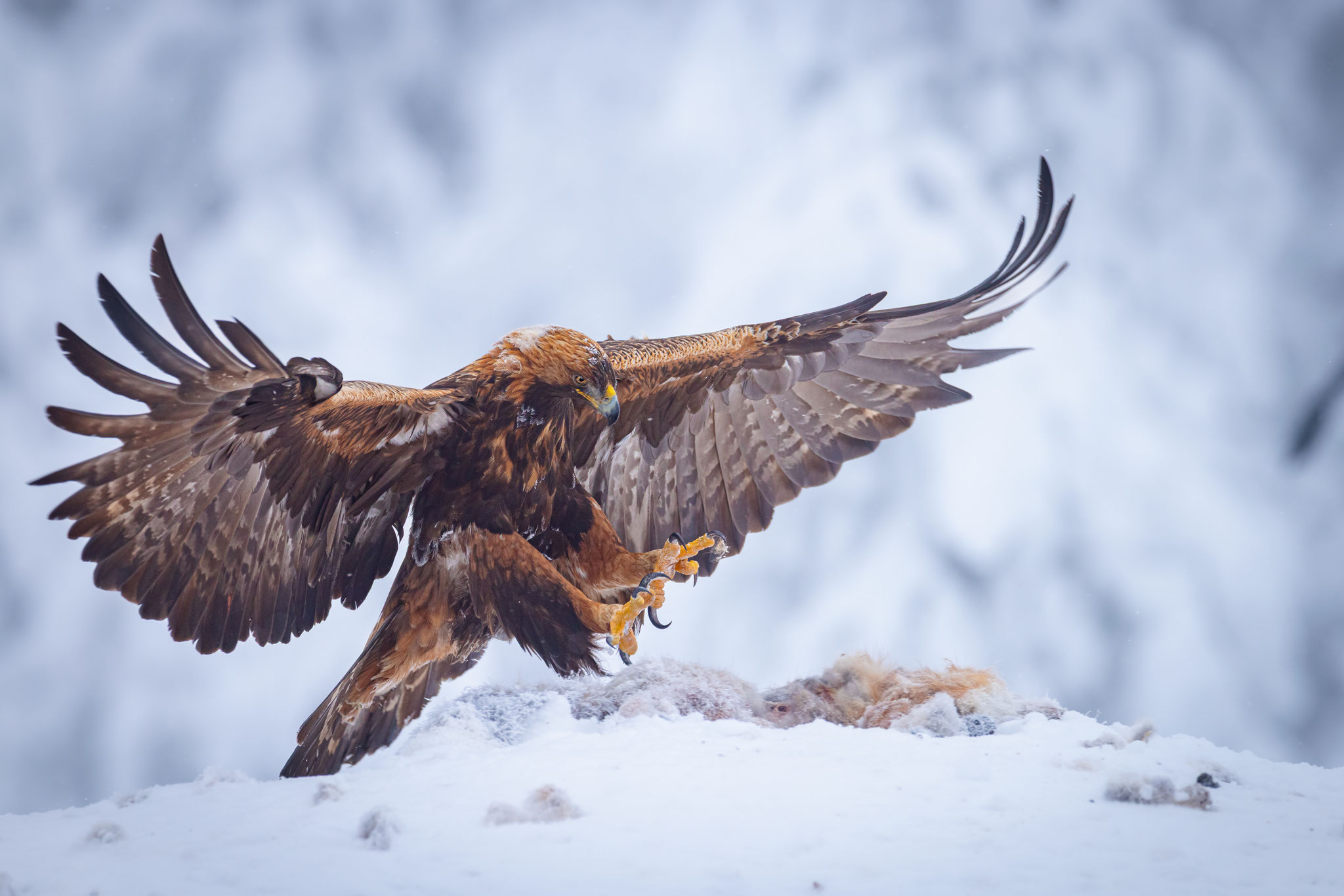 Steinadler landet im Winter am Luderplatz