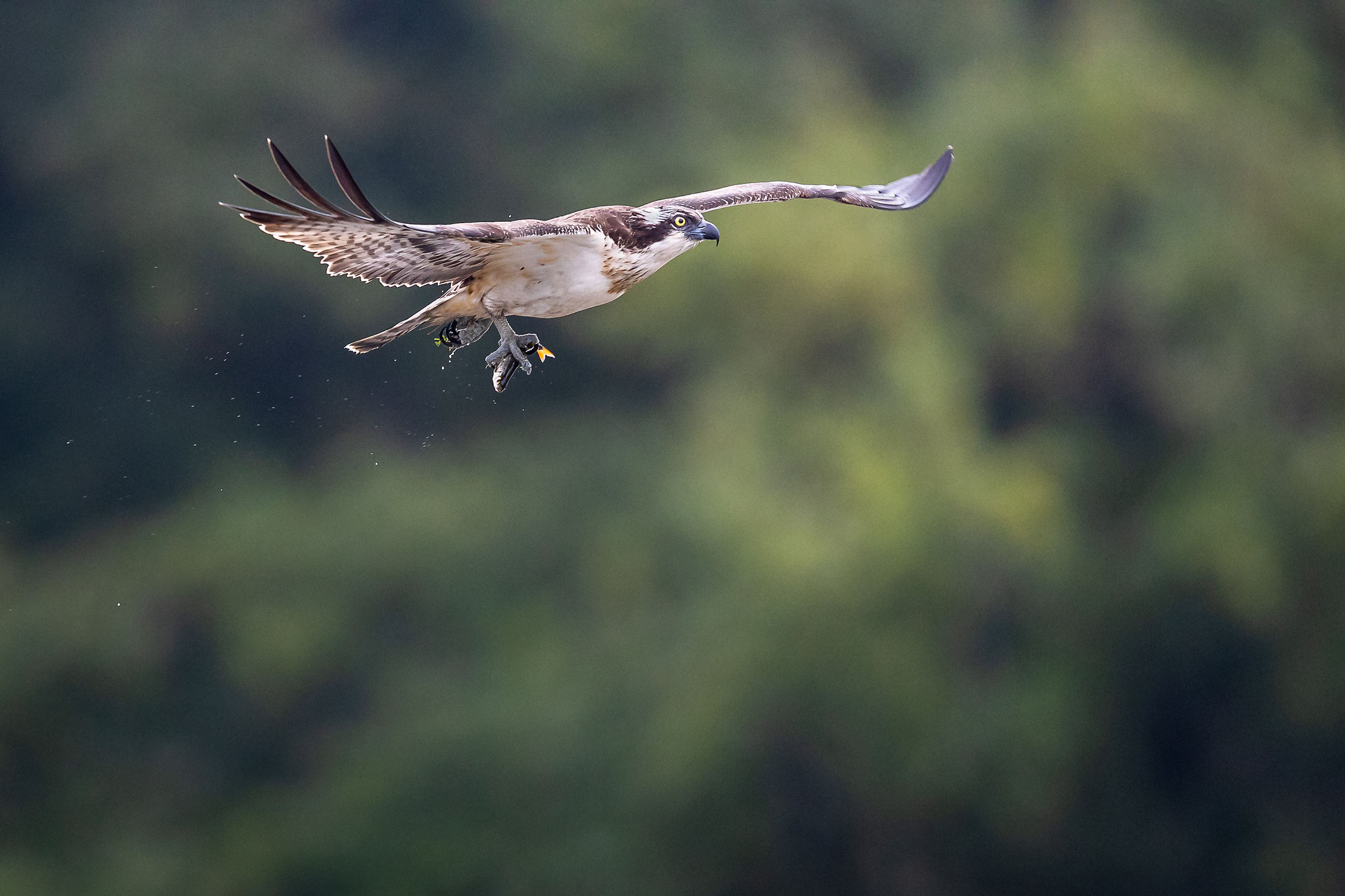 Fischadler Pandion haliaetus in Ostholstein