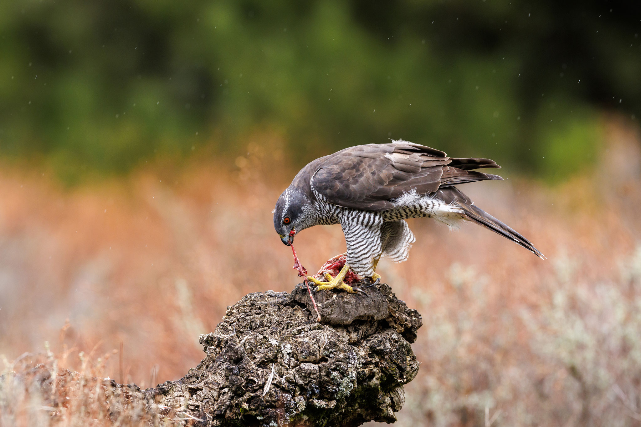 Der Habicht macht ein Picknick im Regen