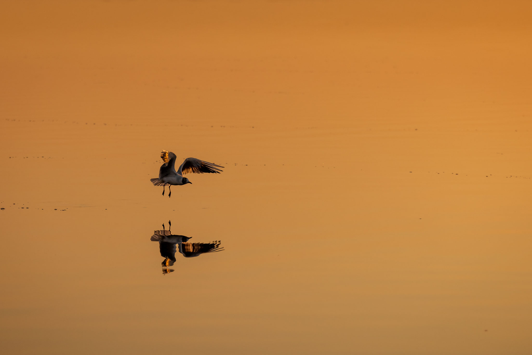 Möwe im Morgenlicht