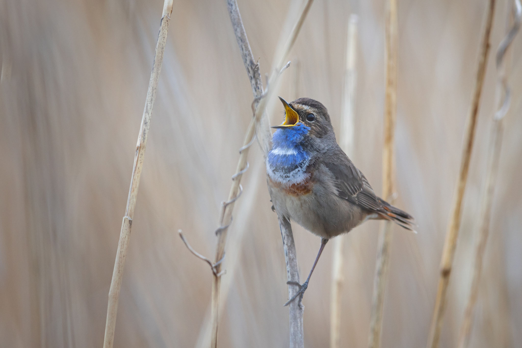 Das Blaukehlchen singt vor allem zur Revierabgrenzung