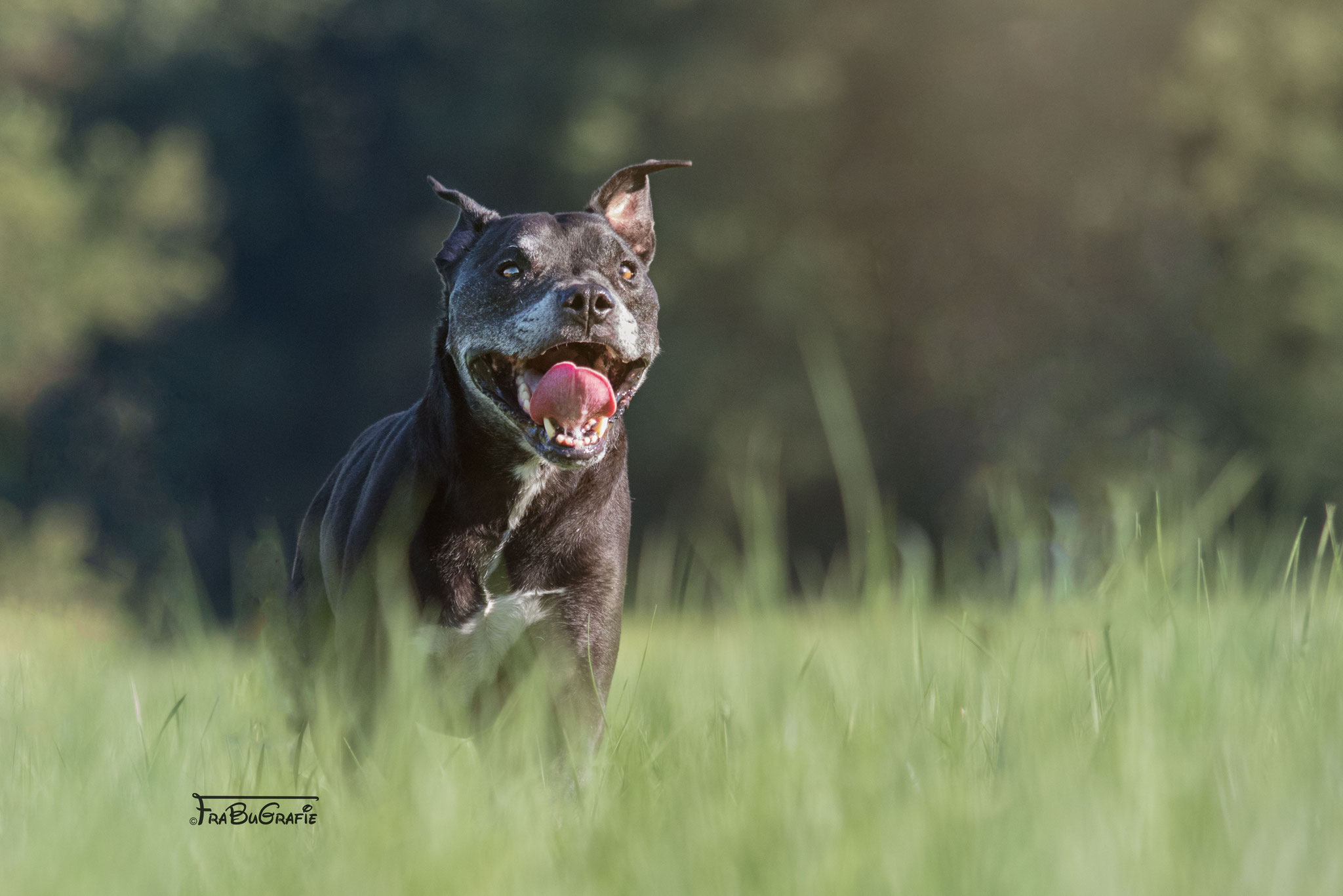 Hunde FraBuGrafie Tierfotografie Freiburg
