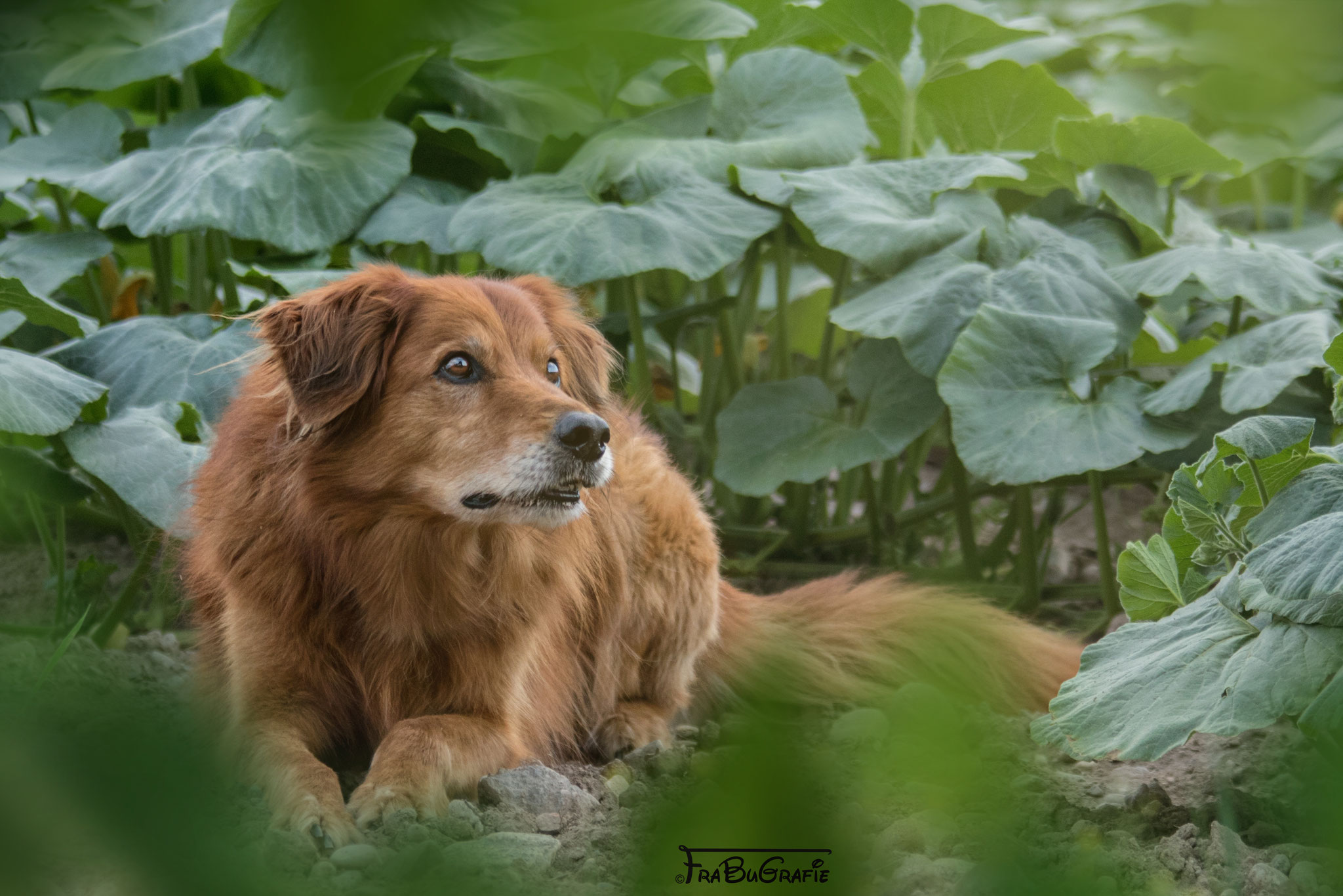 Hunde FraBuGrafie Tierfotografie Freiburg