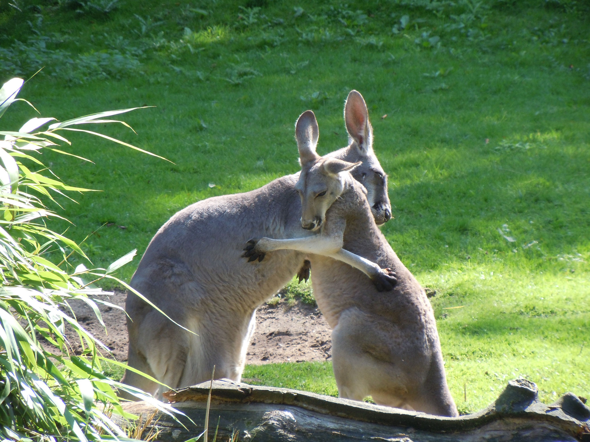 Tierpark Hagenbeck