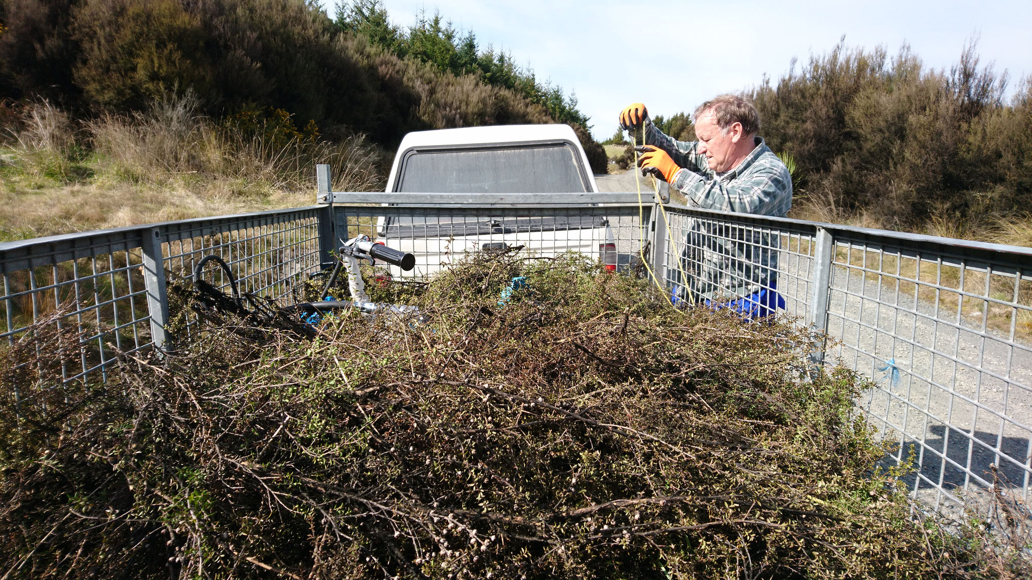 Collect of Manuka leaves