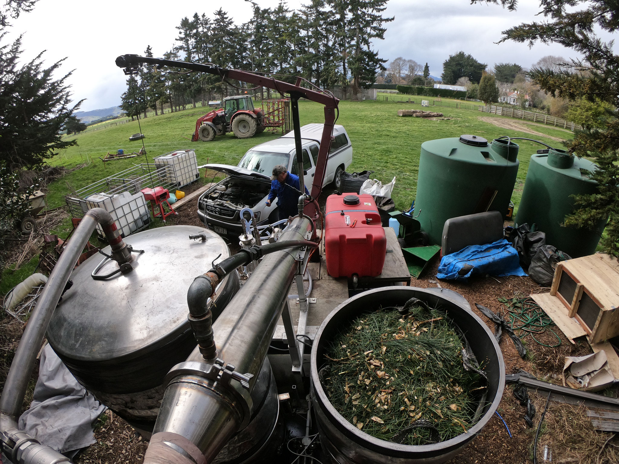 Ponderosa Pine ready for distillation