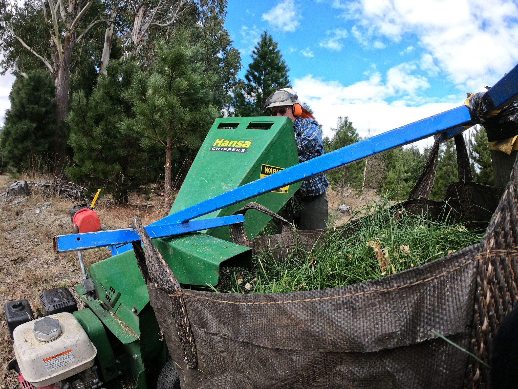 Ponderosa Pine chipping