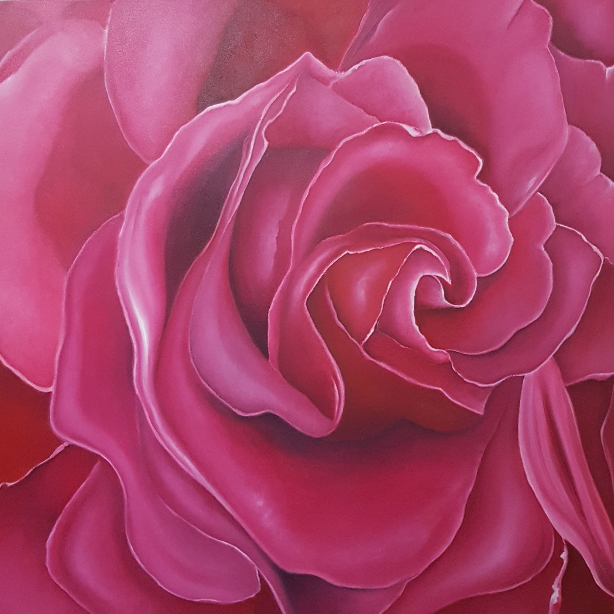 Rose in Pink-Rosenbild-Rheingau-100x100cm-realistische-Malerei-Malereien-Bilder-kaufen-mieten