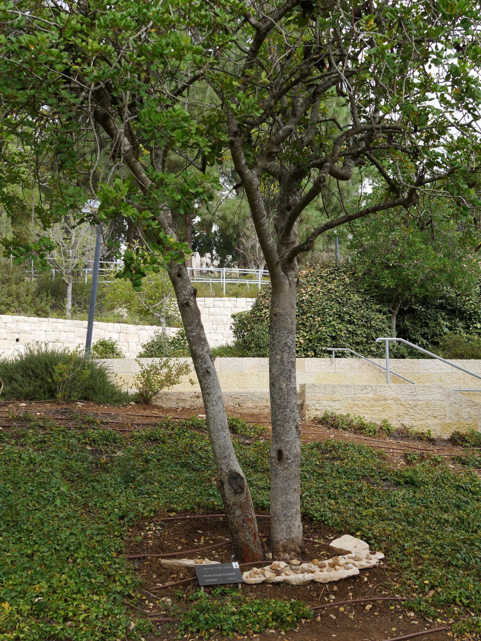 Yad Vashem - ein Baum für Oskar Schindler an der Allee der Gerechten