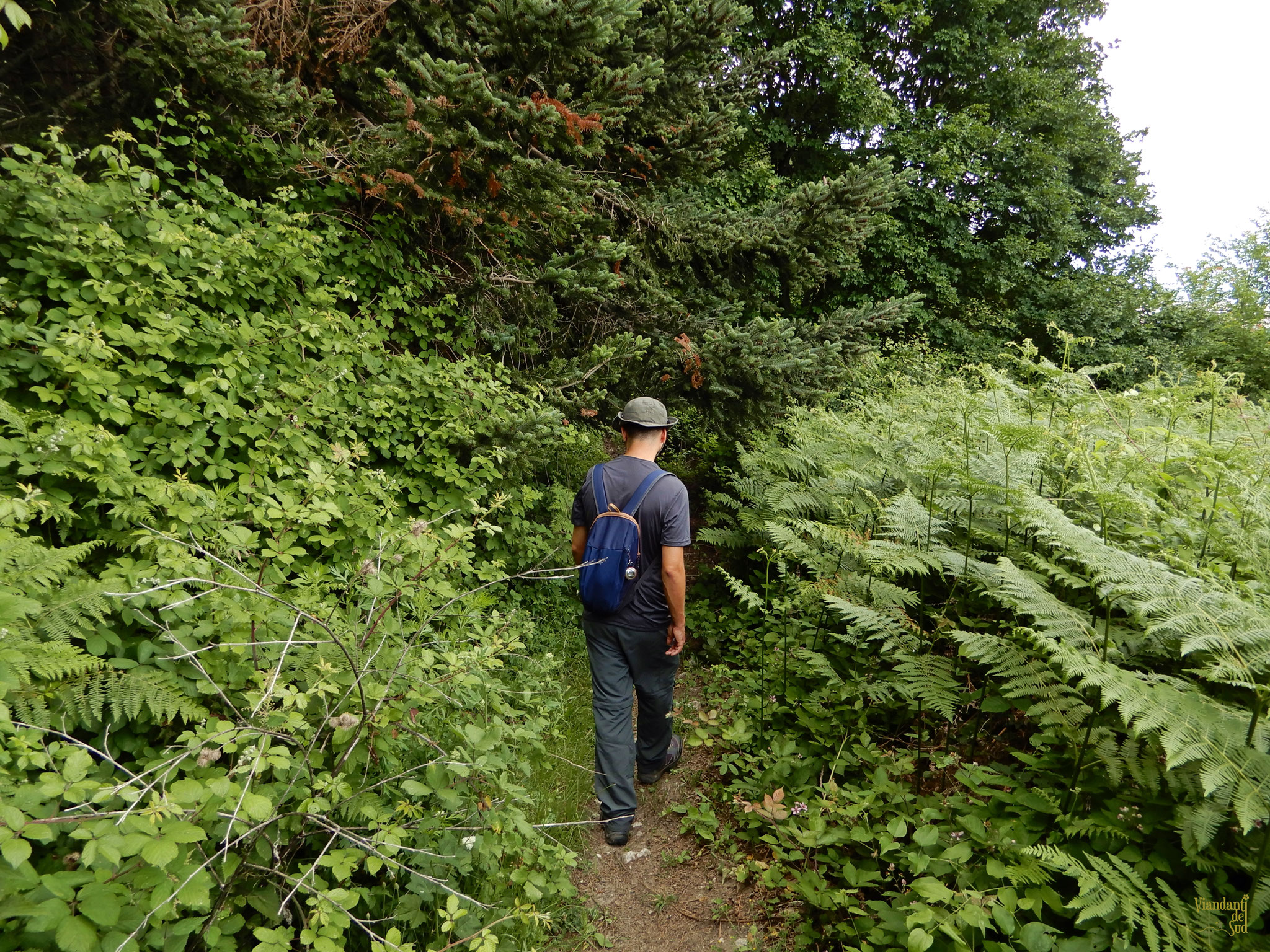 Il sentiero delle fragole di bosco, ai 5 confini.