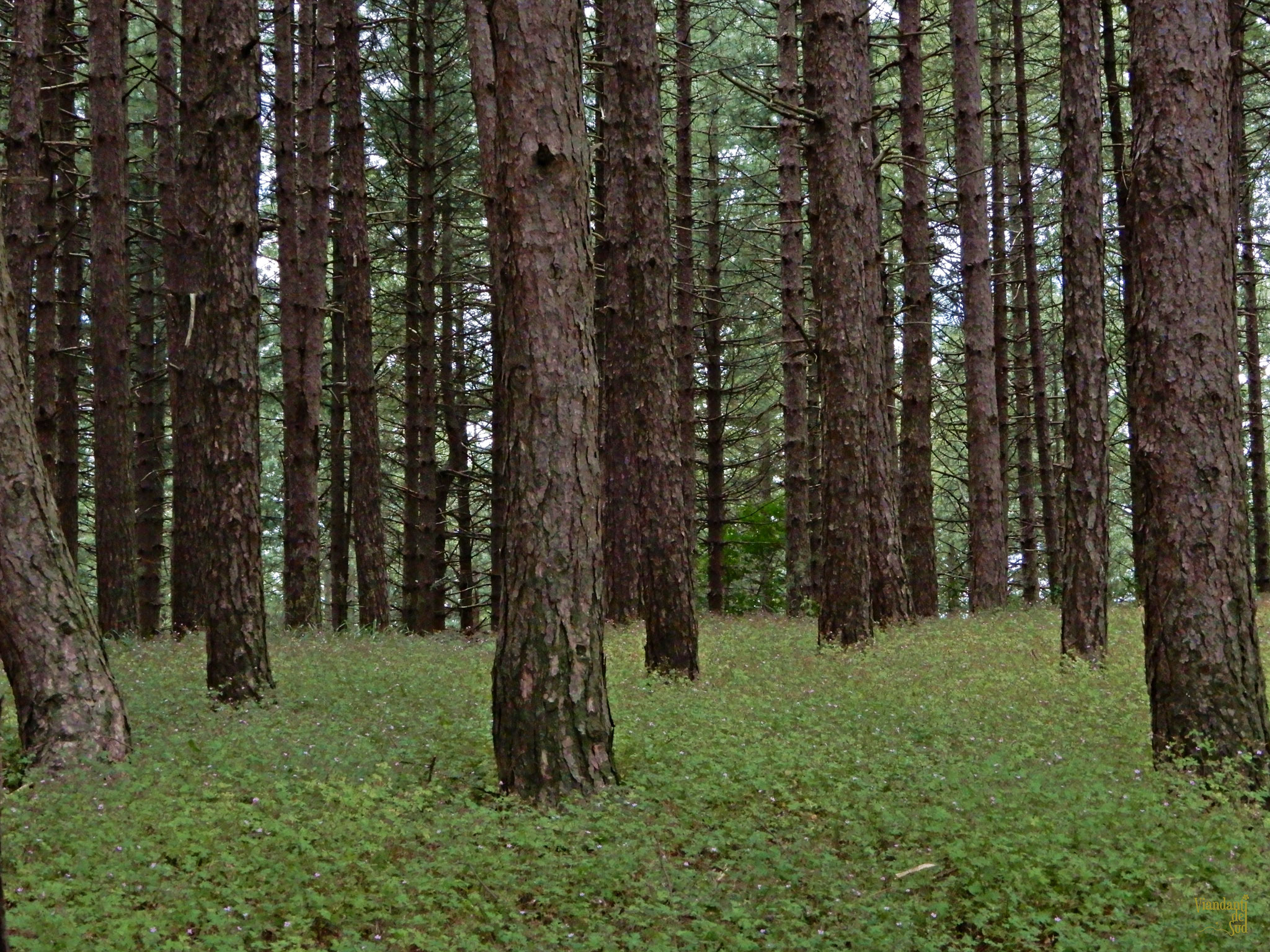 La grande pineta del Bosco di San Cristoforo.