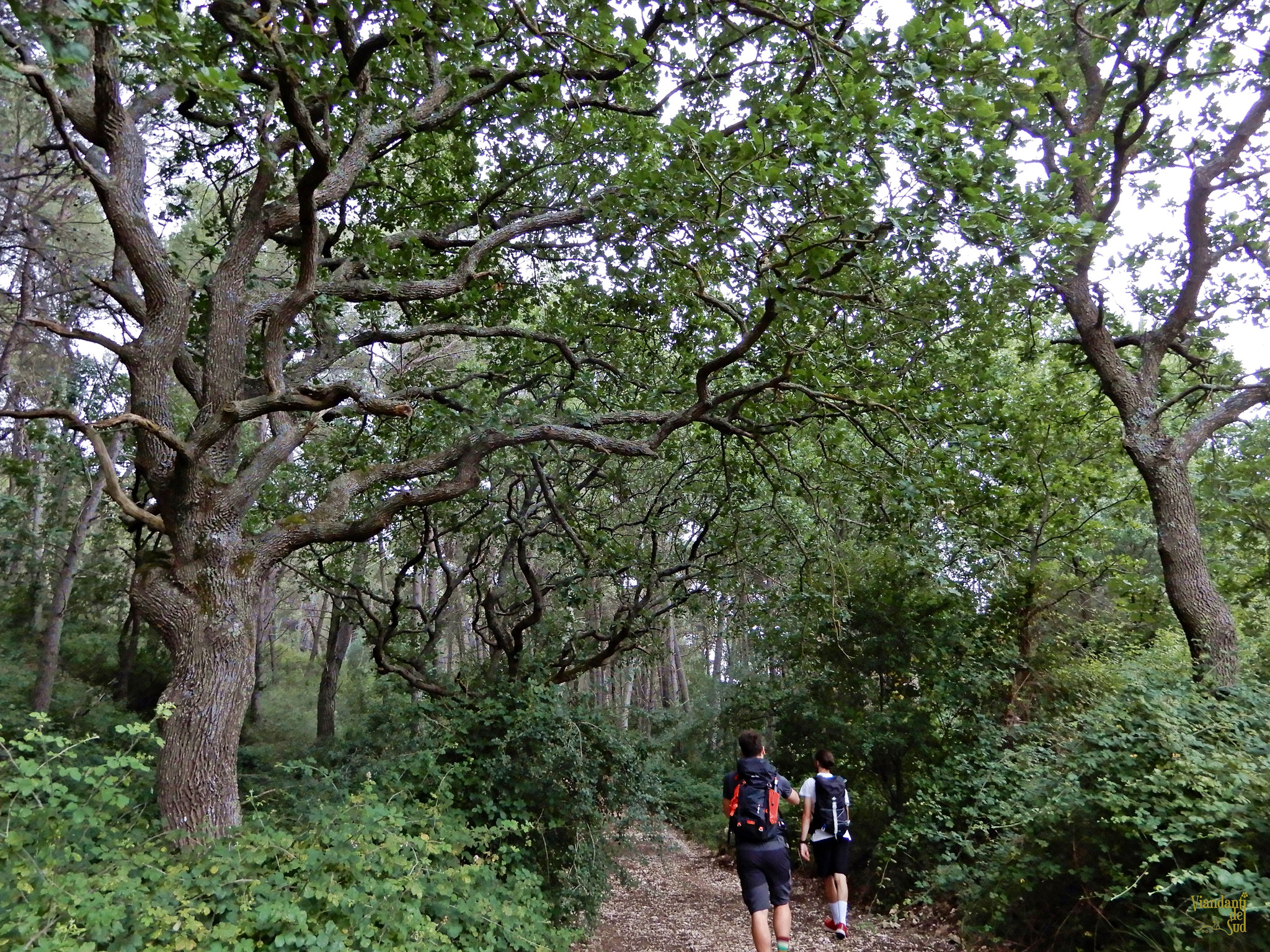 Foresta di Mercadante