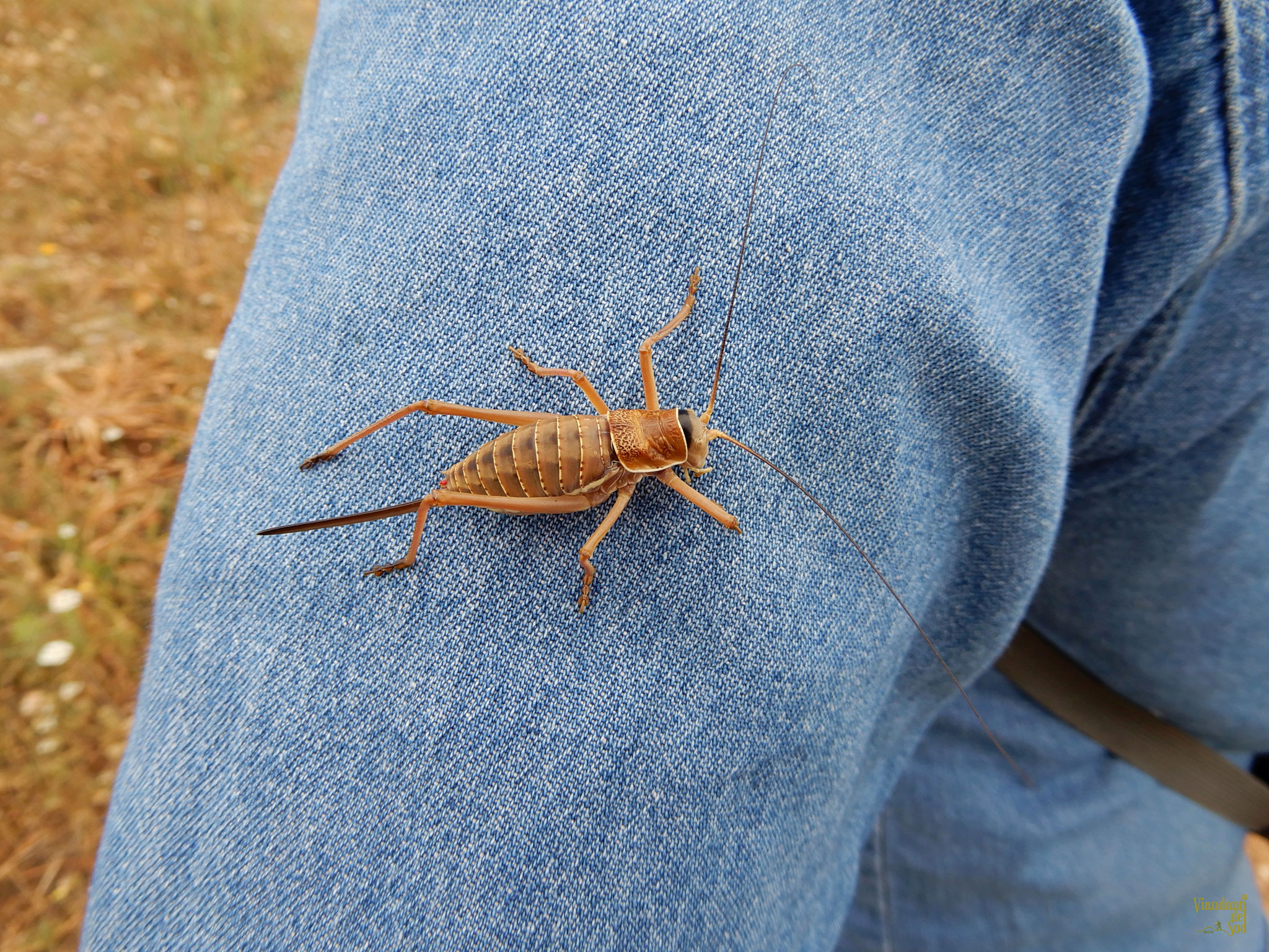 Un grillo dalla sella (Ephippiger sp.)a dorso