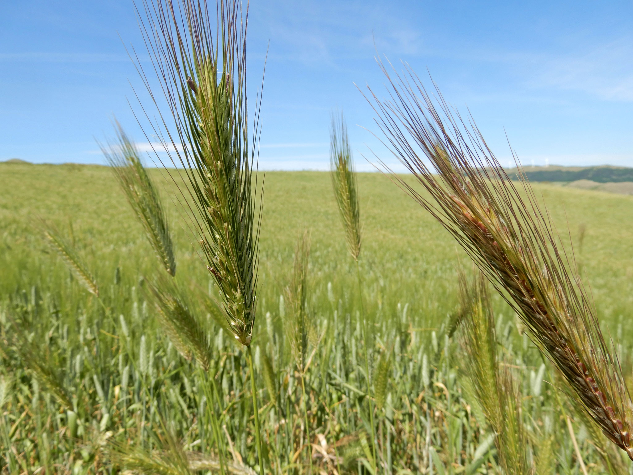 Attraverso campi di grano