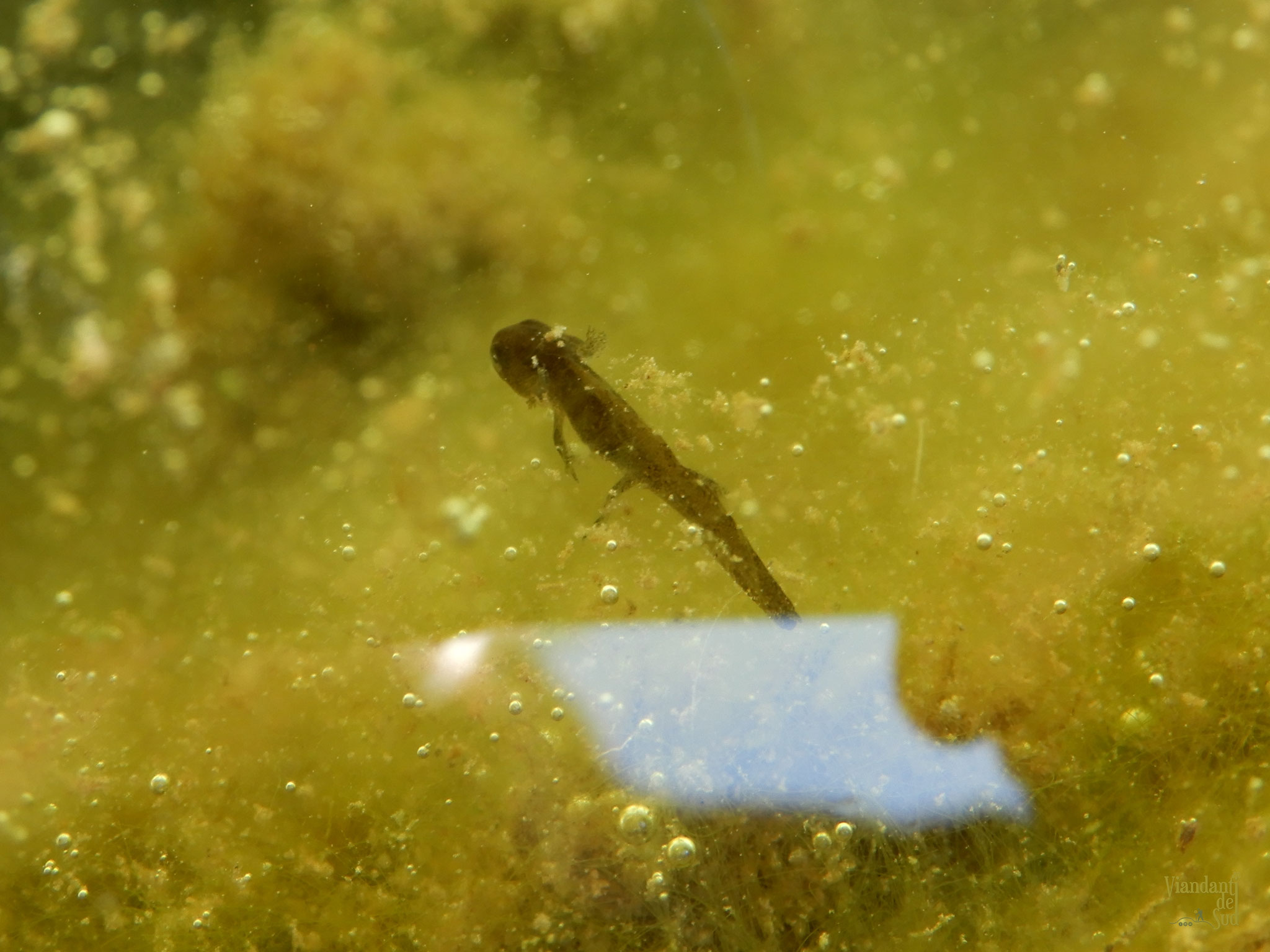 Larva di tritone italico (Lissotriton italicus)