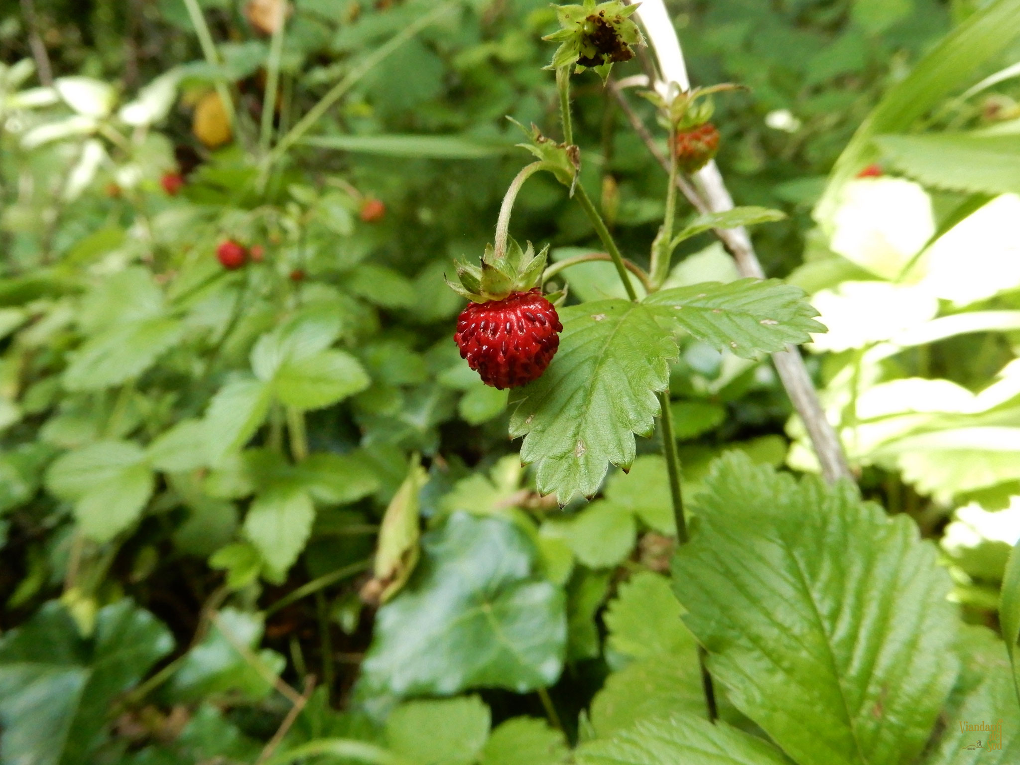 La fragola di bosco (Fragaria vesca)